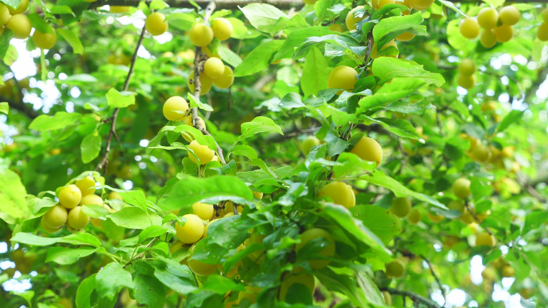 plum tree - damson - plums