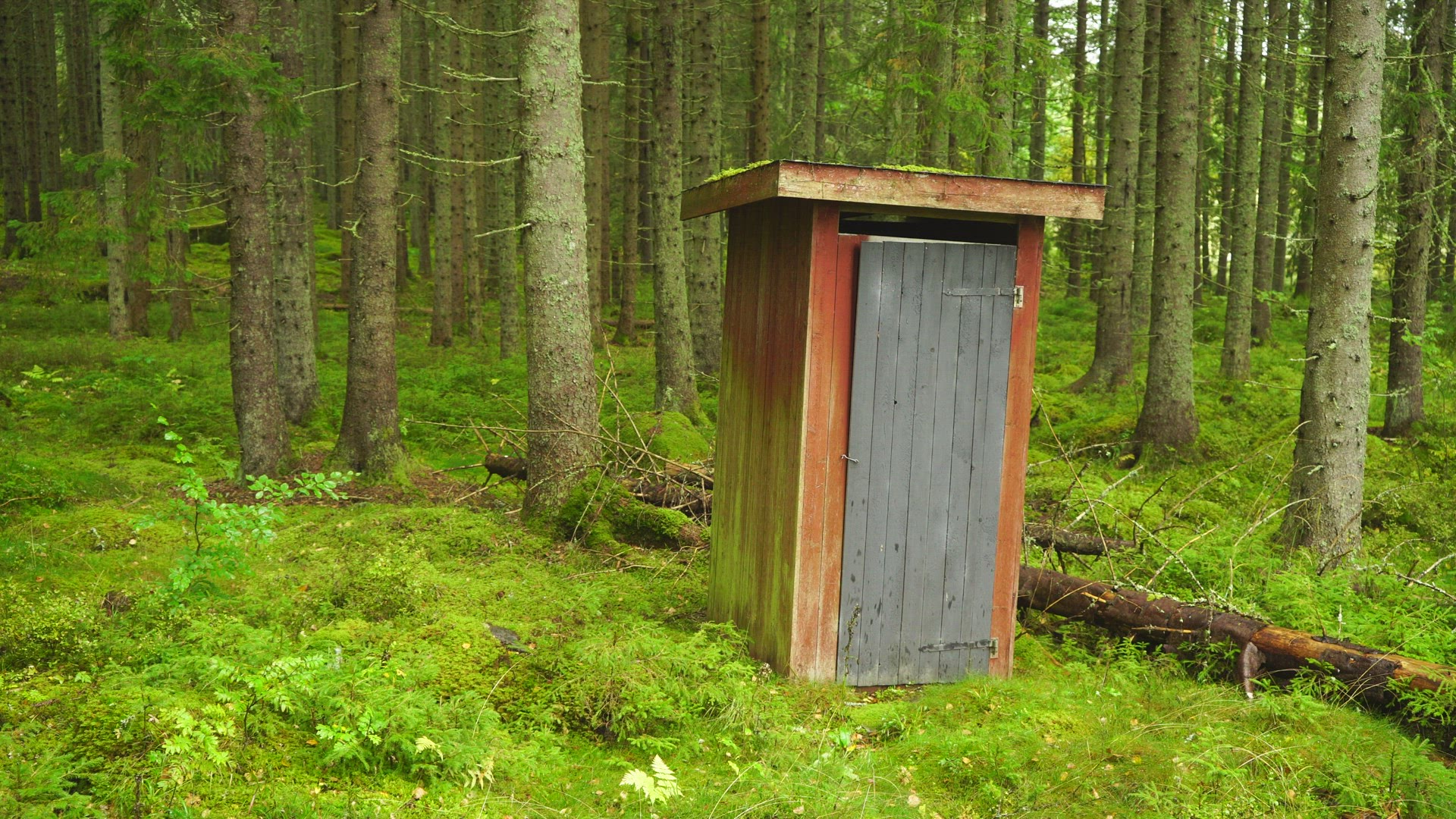 outhouse in swedish forest