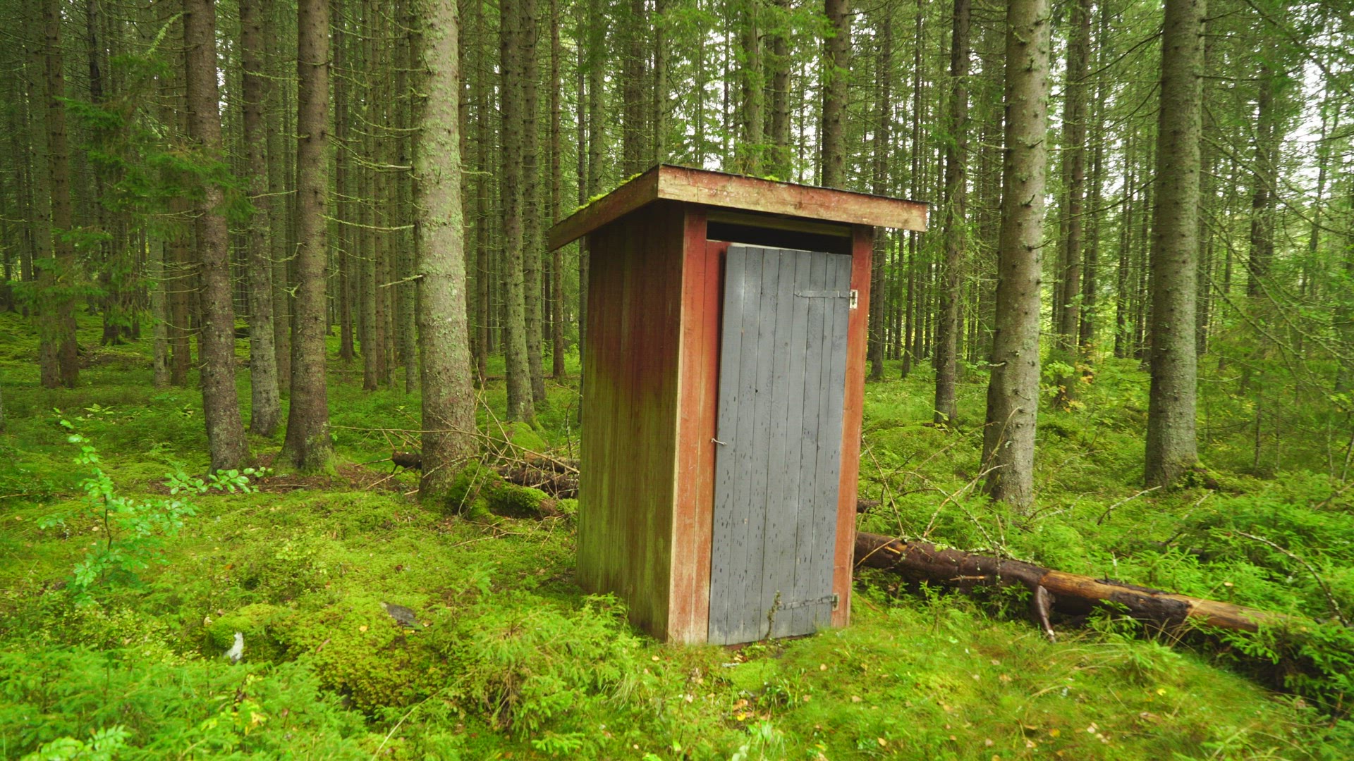 outhouse in swedish forest - pan