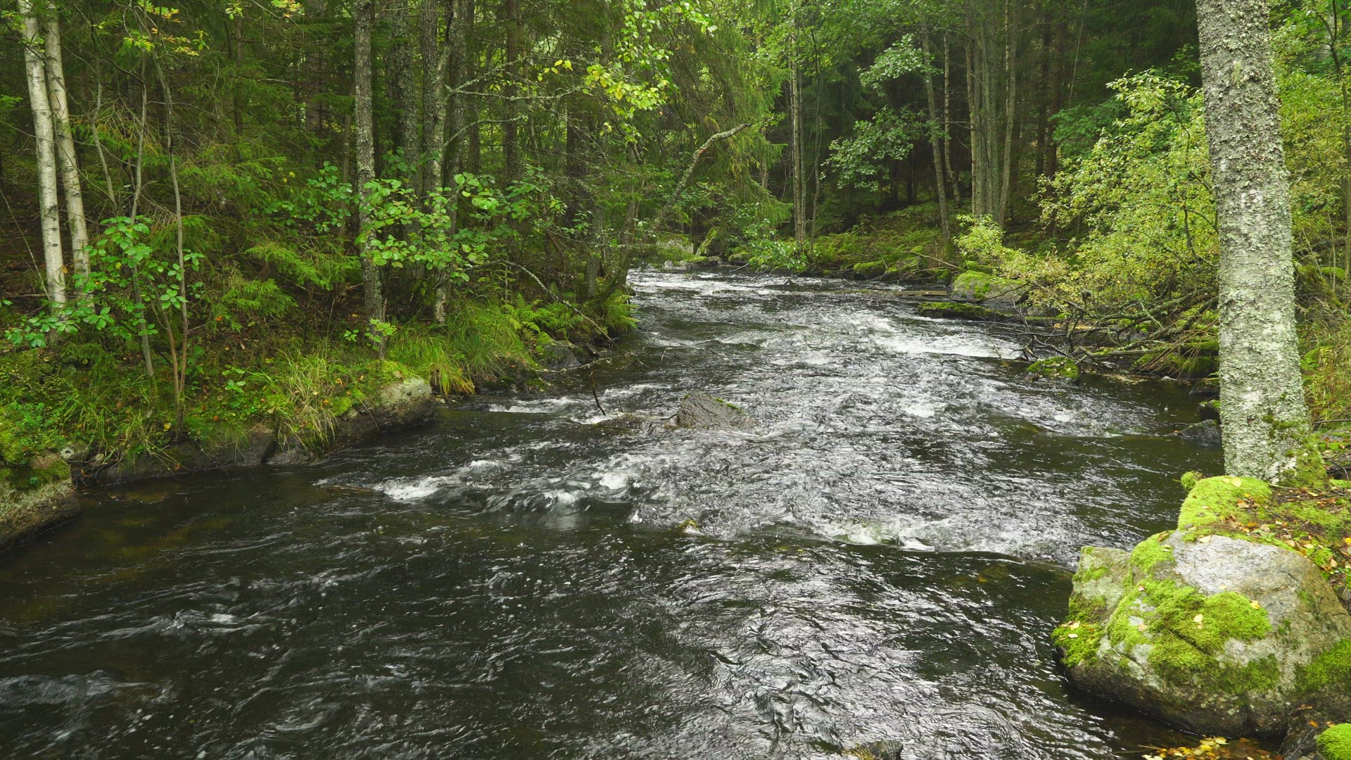river in swedish forest - rainy weather - streaming water