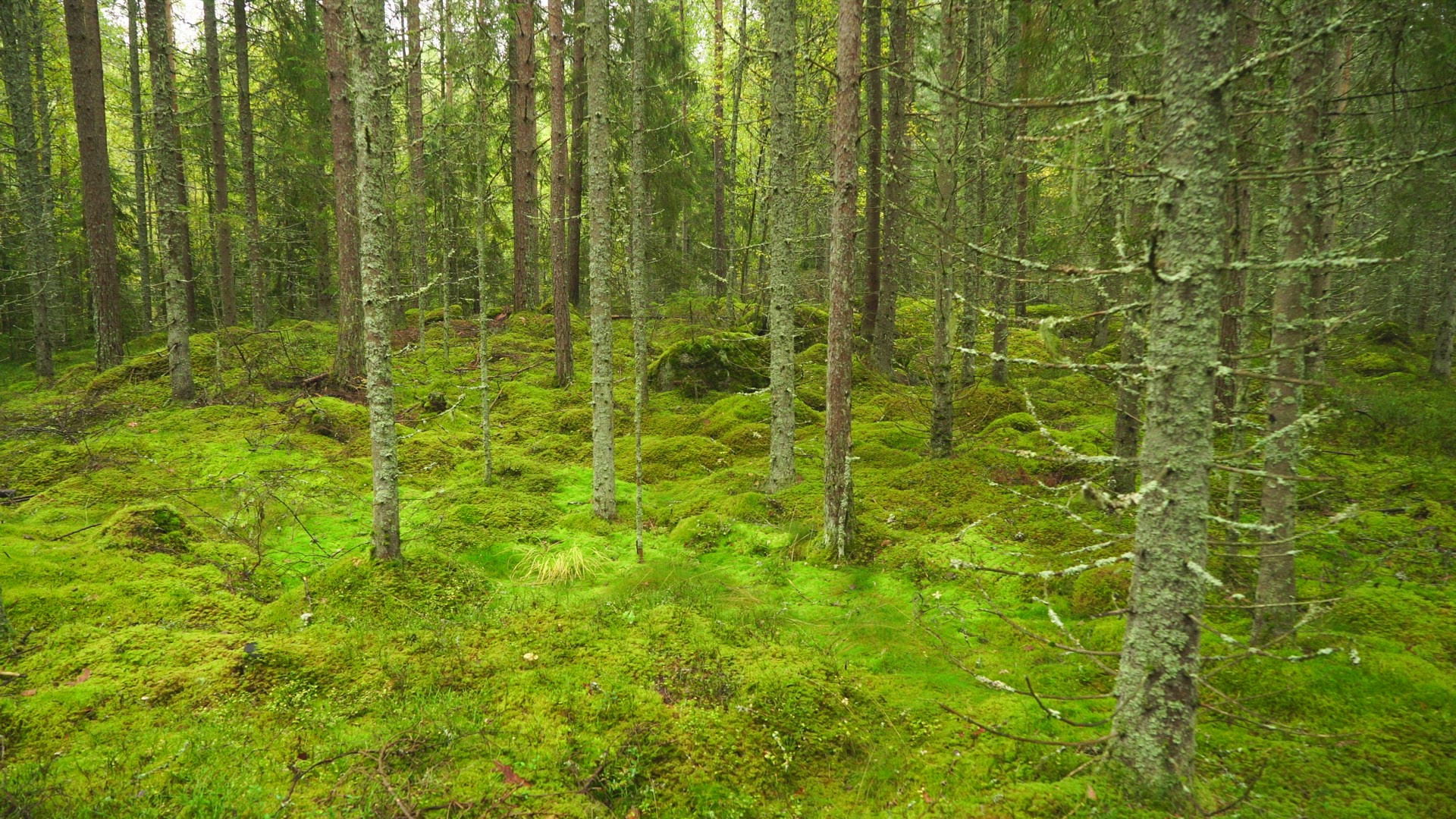interior swedish forest in autumn - mossy ground - pan - old tree