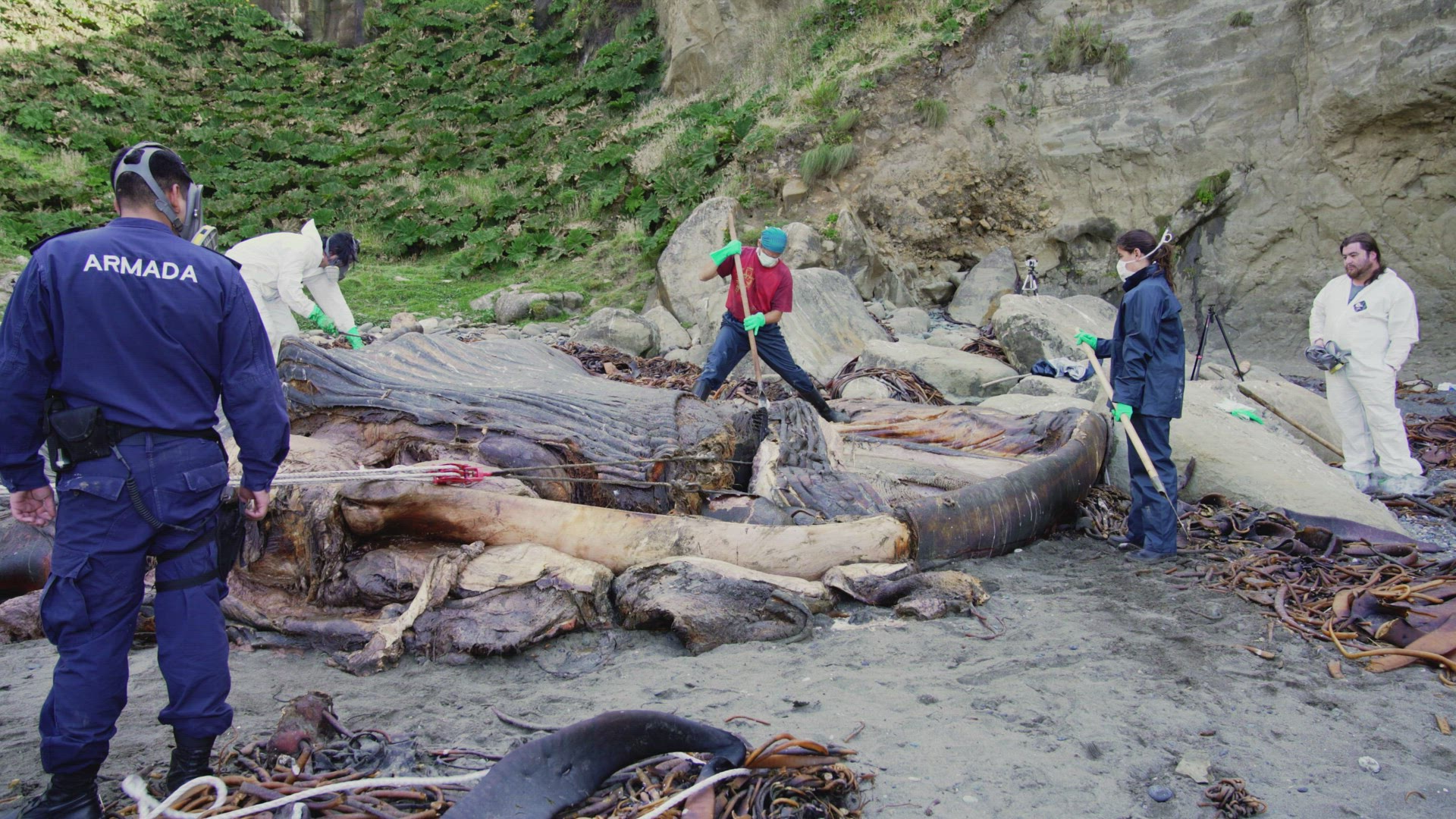 Marine Biologists Carving Up Washed Up Rotten Carcass Of Blue Whale