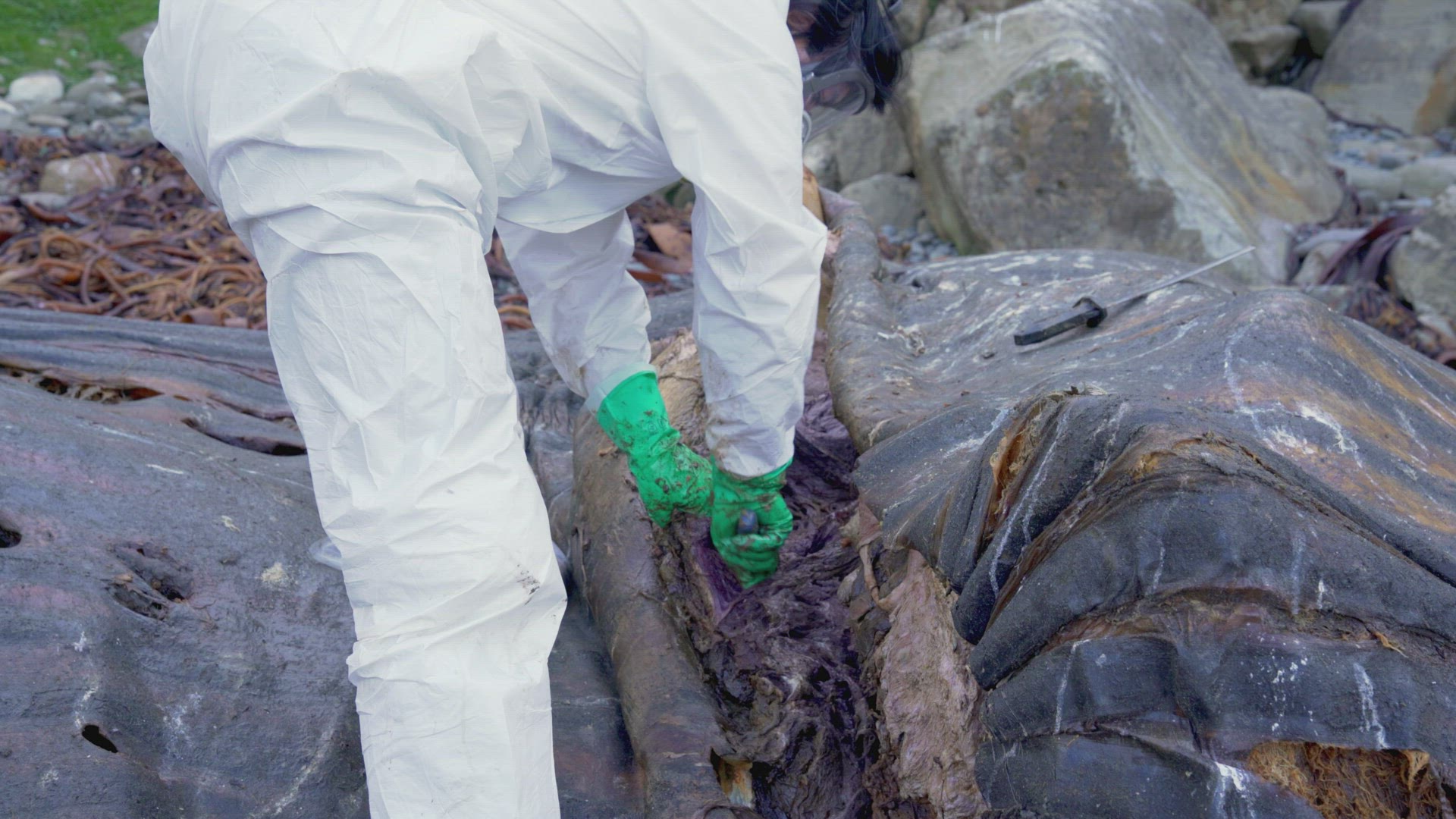 Cetologist In Hazmat Suit Carving Carcass Of Blue Whale