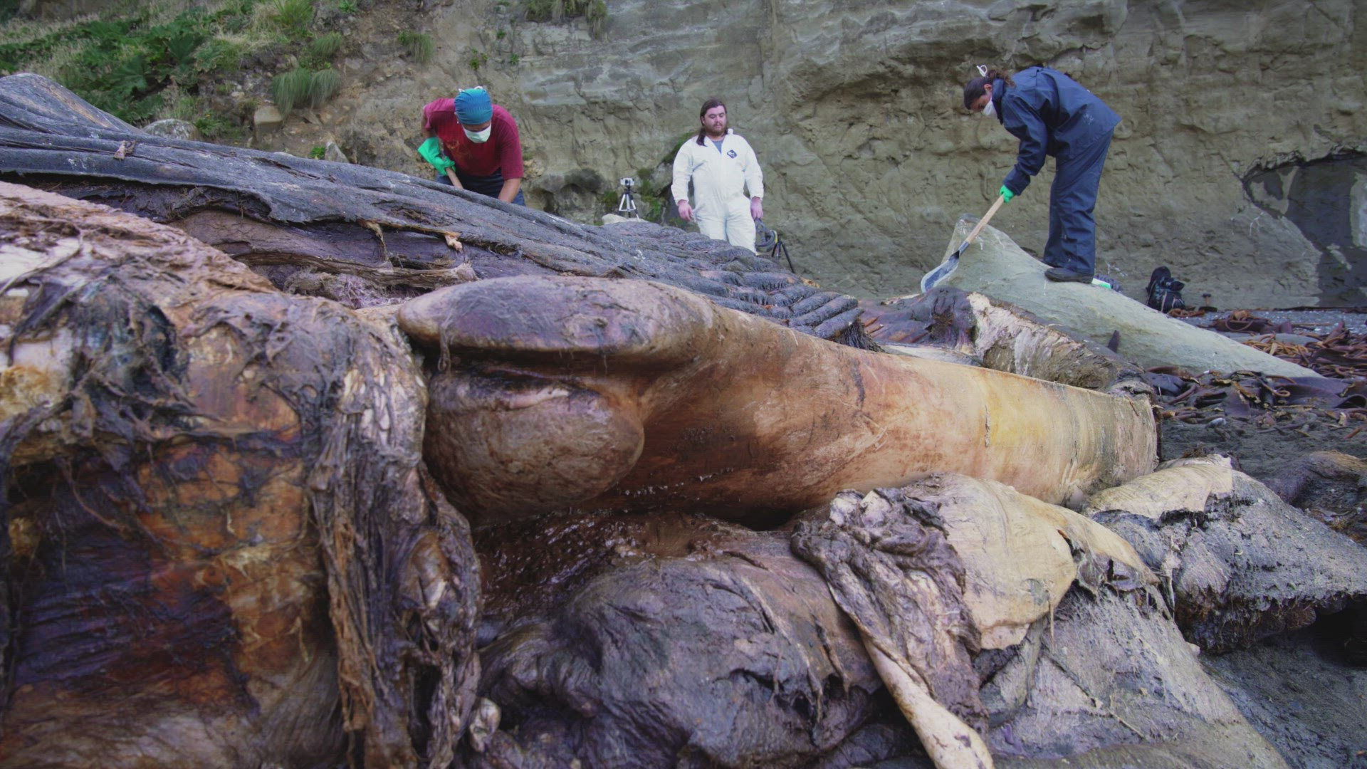 Marine Scientists Seen Carefully Carving Up Beached Blue Whale Carcass