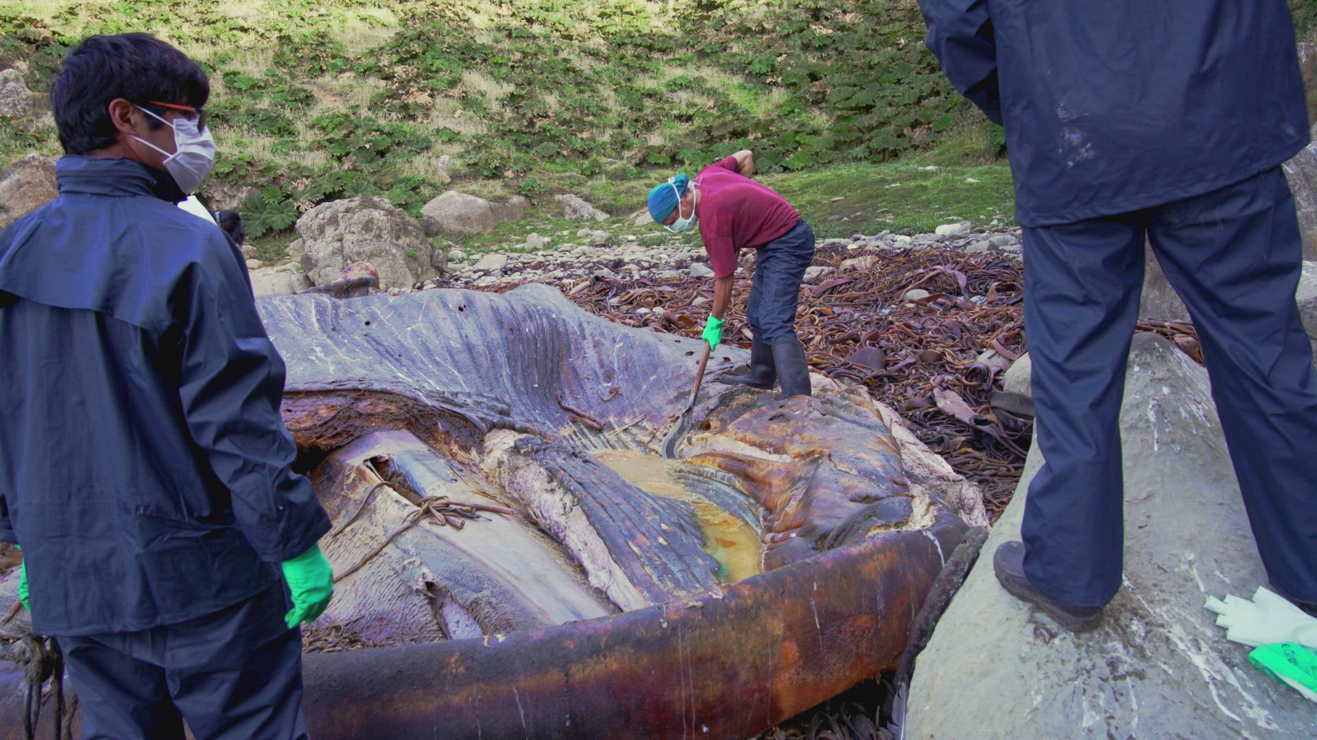 Marine Scientist Cutting Into Washed Up Rotten Corpse Of Blue Whale