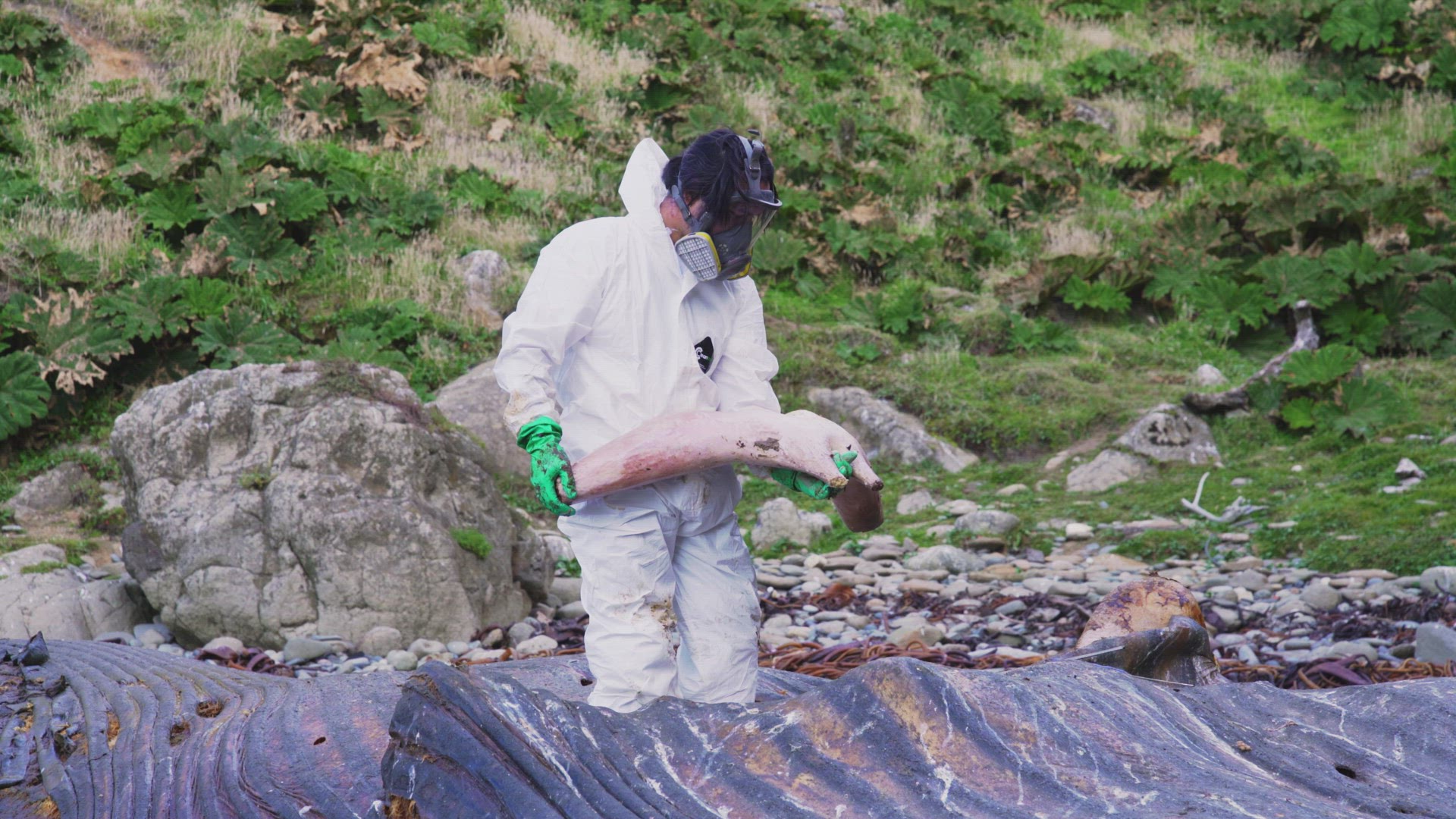 Cetologist In Hazmat Suit Holding Bone From Carcass Of Blue Whale