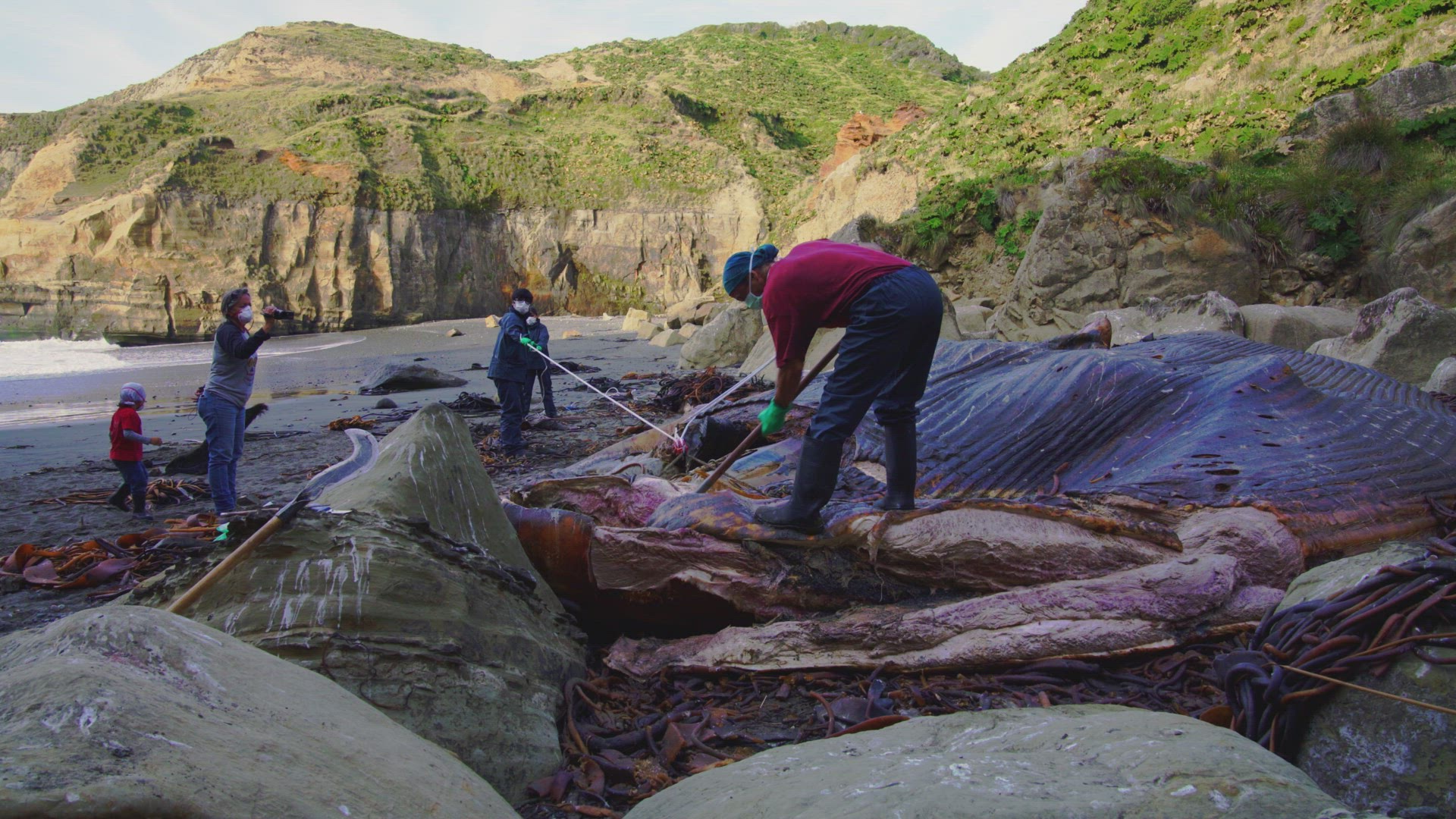 Marine Biologist Cutting Into Washed Up Rotten Carcass Of Blue Whale