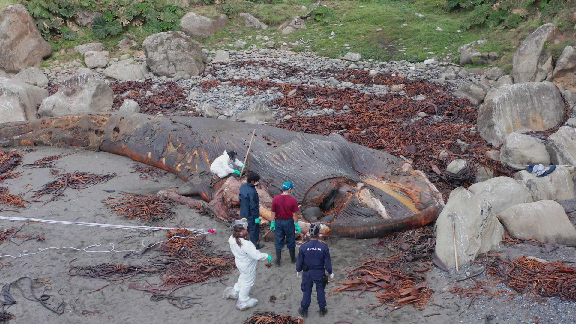 Aerial View Over Cetologists In Hazmat Suits