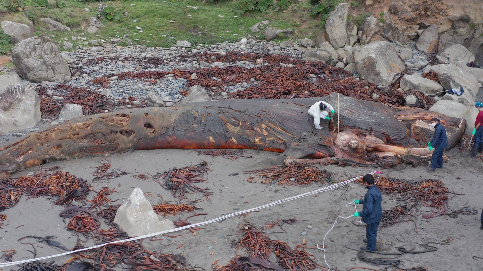 Marine Biologists Inspecting Washed Up Rotten Carcass Of Blue Whale