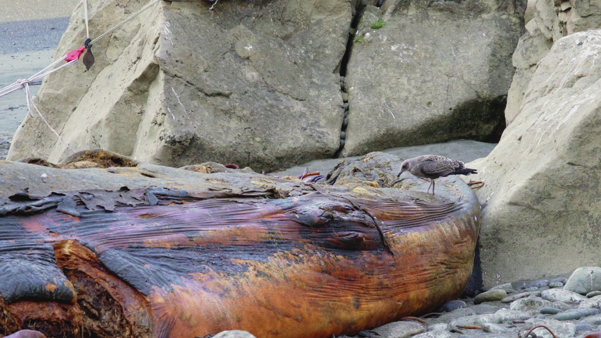 Wild Bird Eating Flesh Off Dead Blue Whale