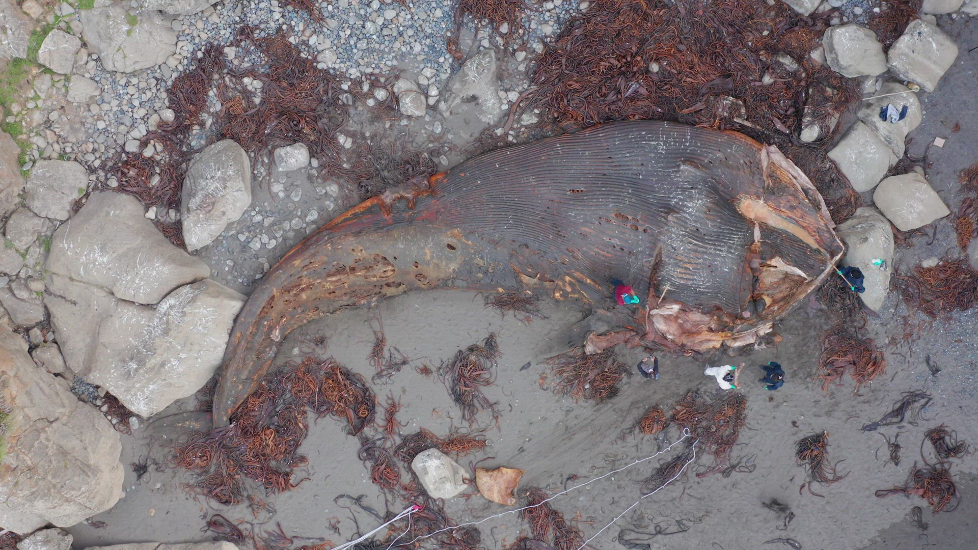 Washed Up Whale Carcass Being Investigated By Marine Biologists