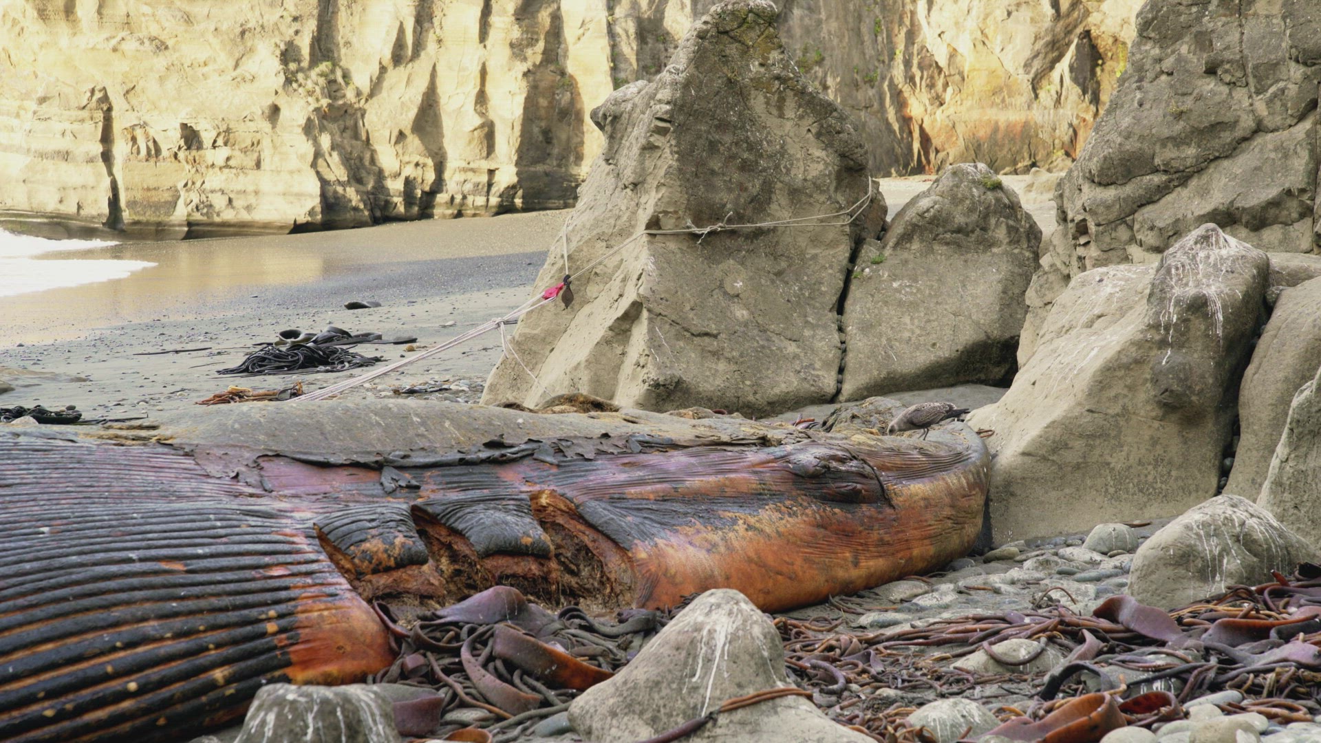 Wild Bird Eating Carcass Of Dead Whale Washed Ashore