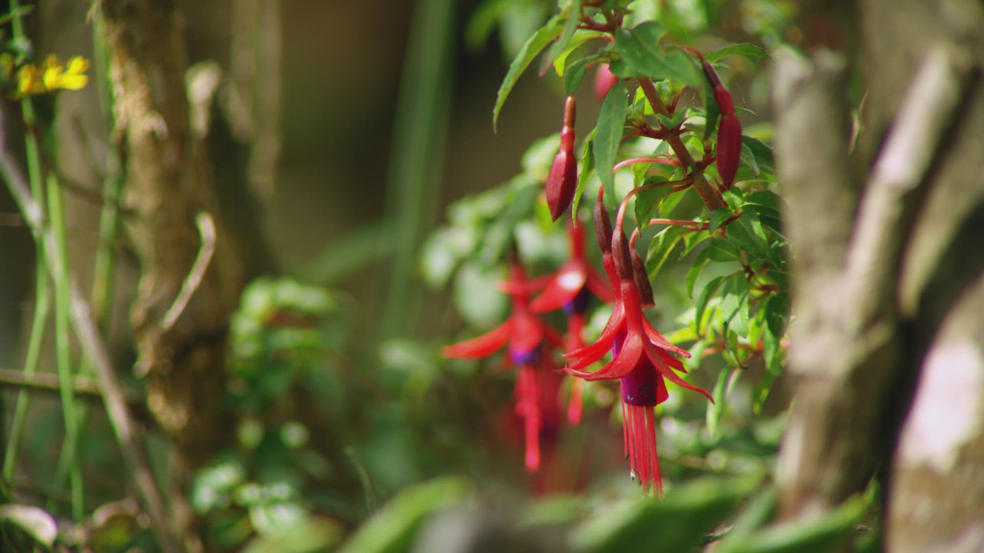 Hanging Fuchsia Magellanica In Garden. Locked Off