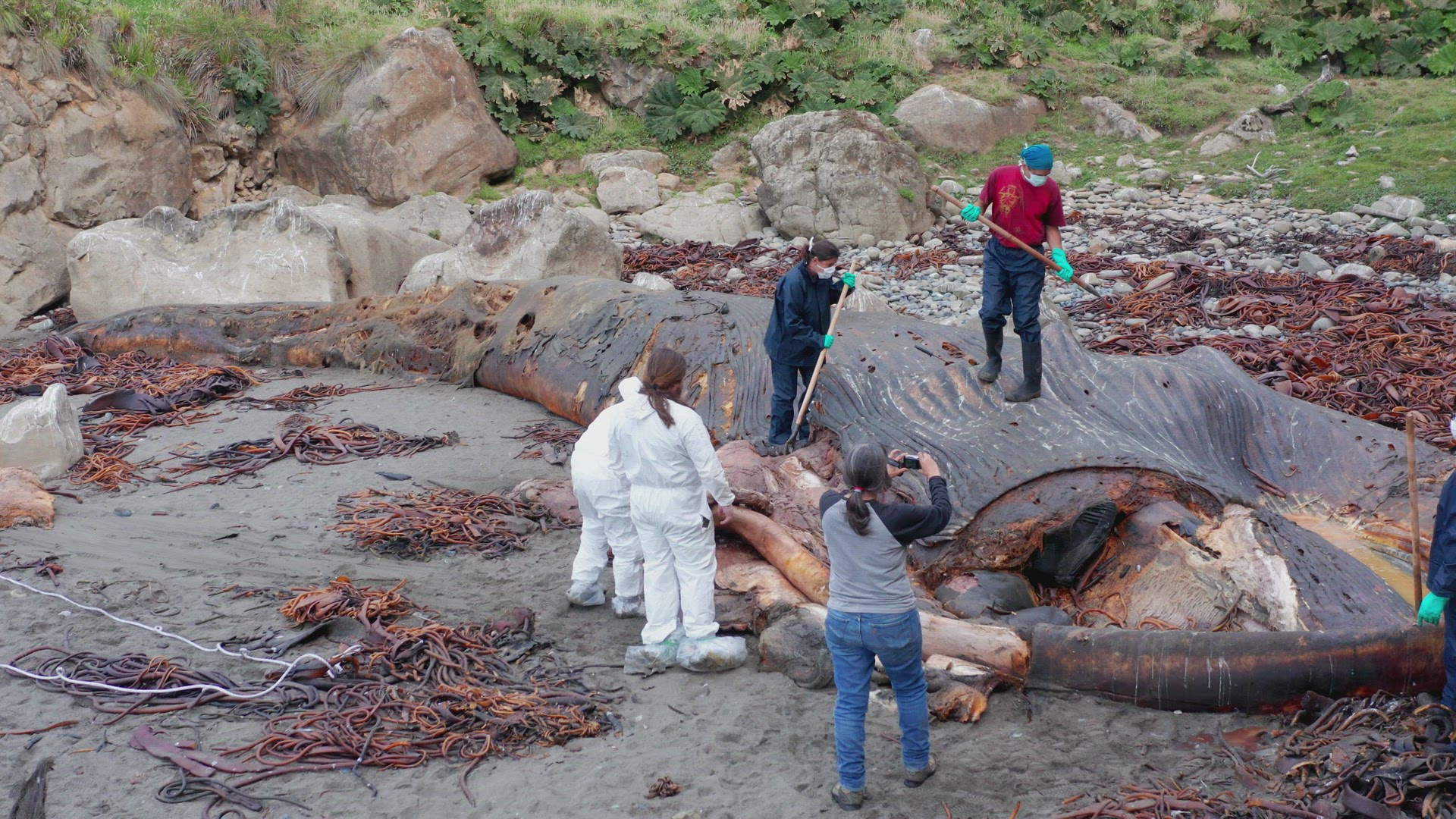 Aerial View Of Cetologists In Hazmat Suits Inspecting Washed Up Rotten Carcass Of Blue Whale