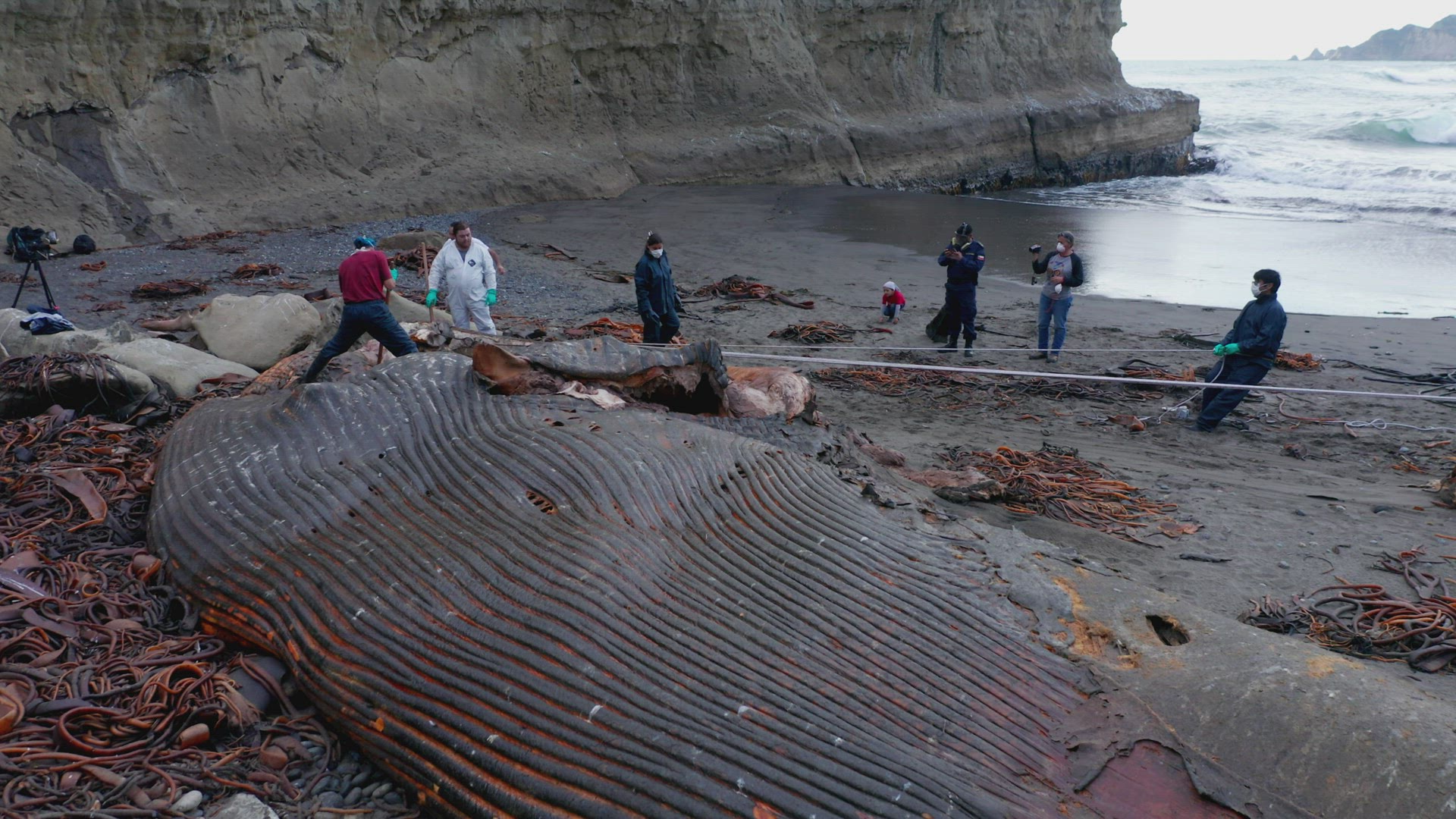 Aerial View Of Marine Biologists Cutting Into Washed Up Rotten Carcass Of Whale