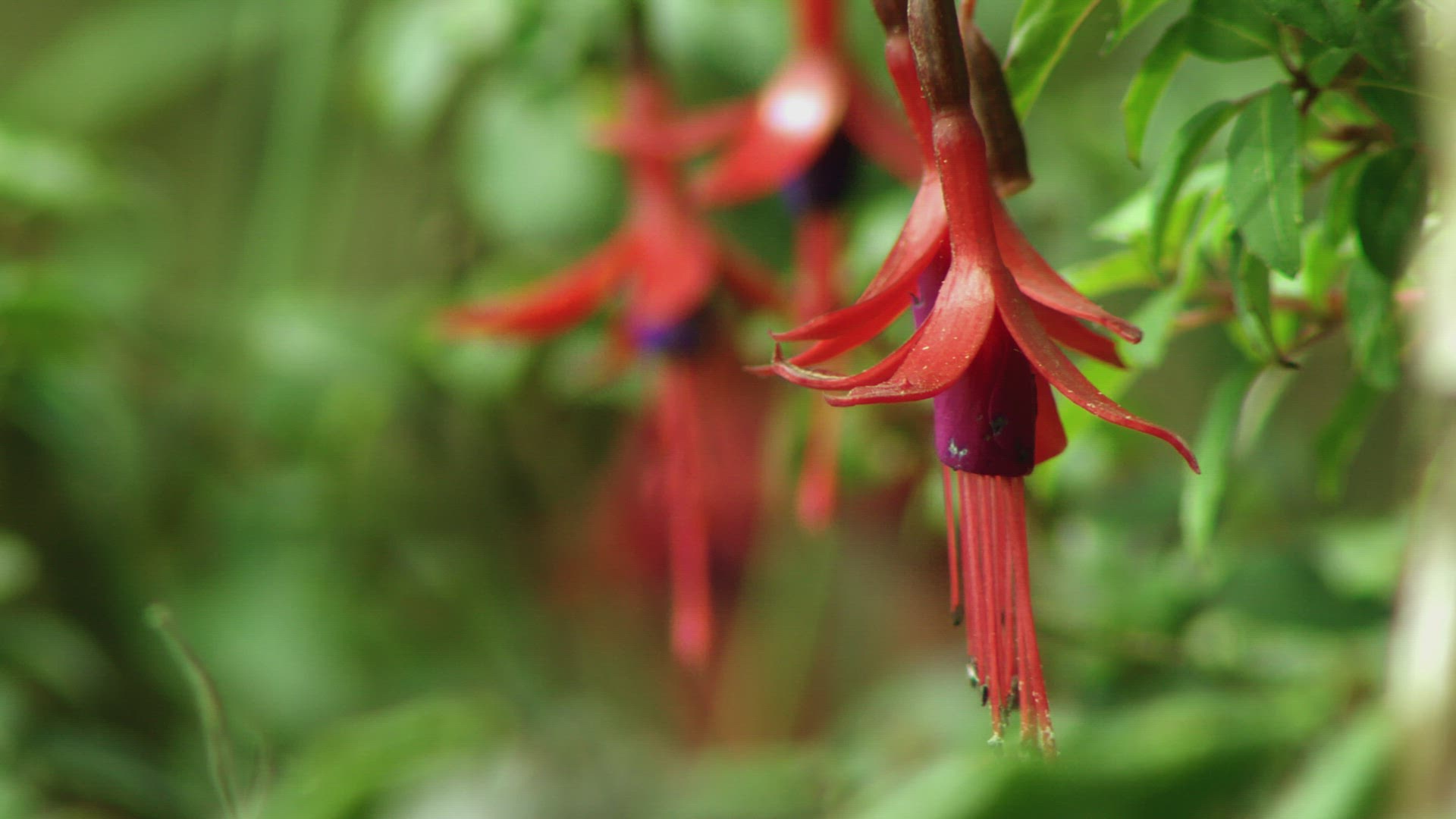 Close Up View Of Vibrant Hanging Fuchsia Magellanica In Garden