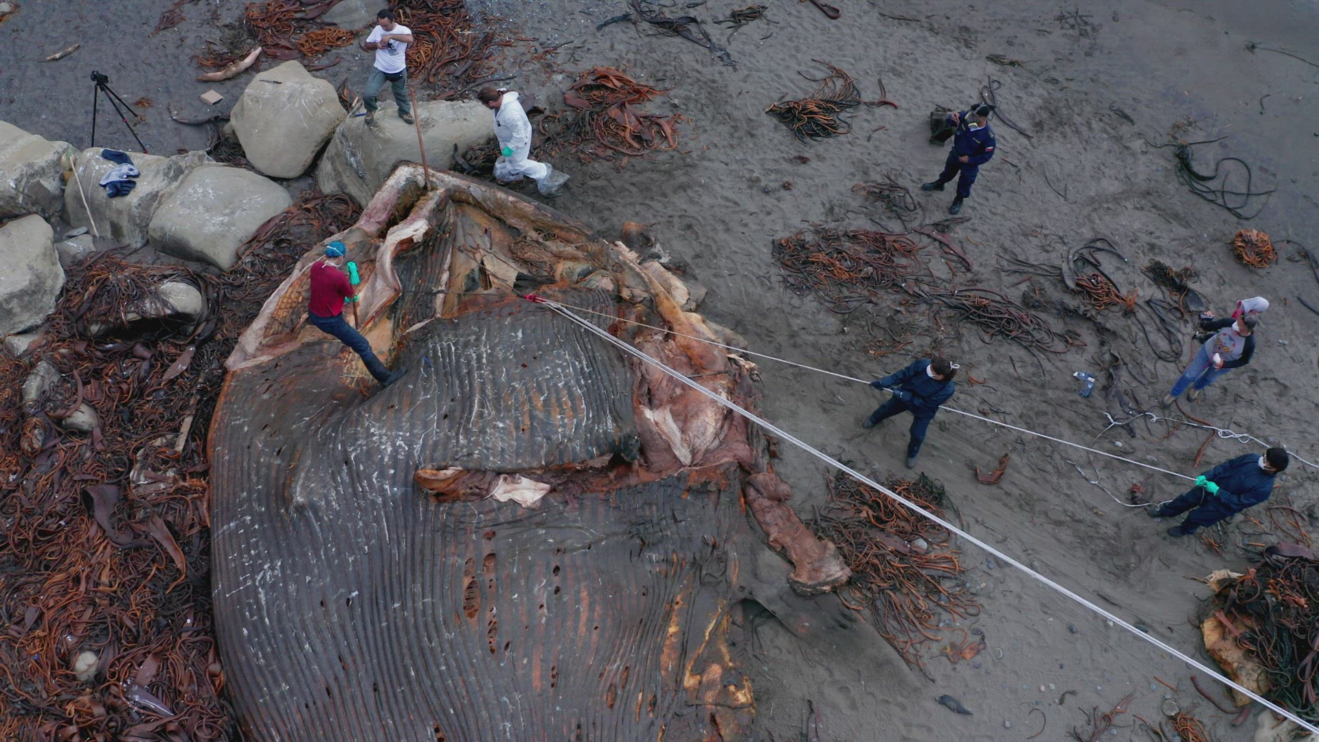 Marine Biologists Inspecting Washed Up Rotten Carcass Of Blue Whale