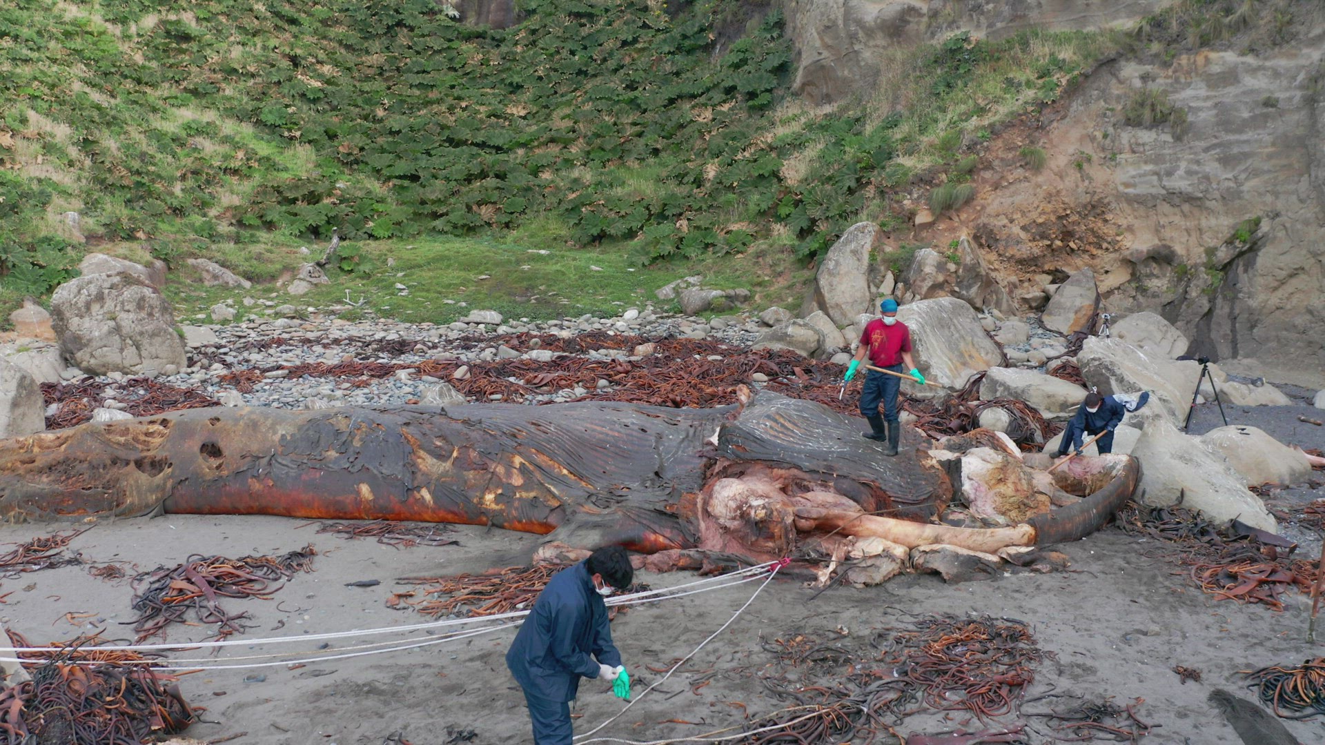 Marine Biologist Cutting Washed Up Rotten Carcass Of Blue Whale