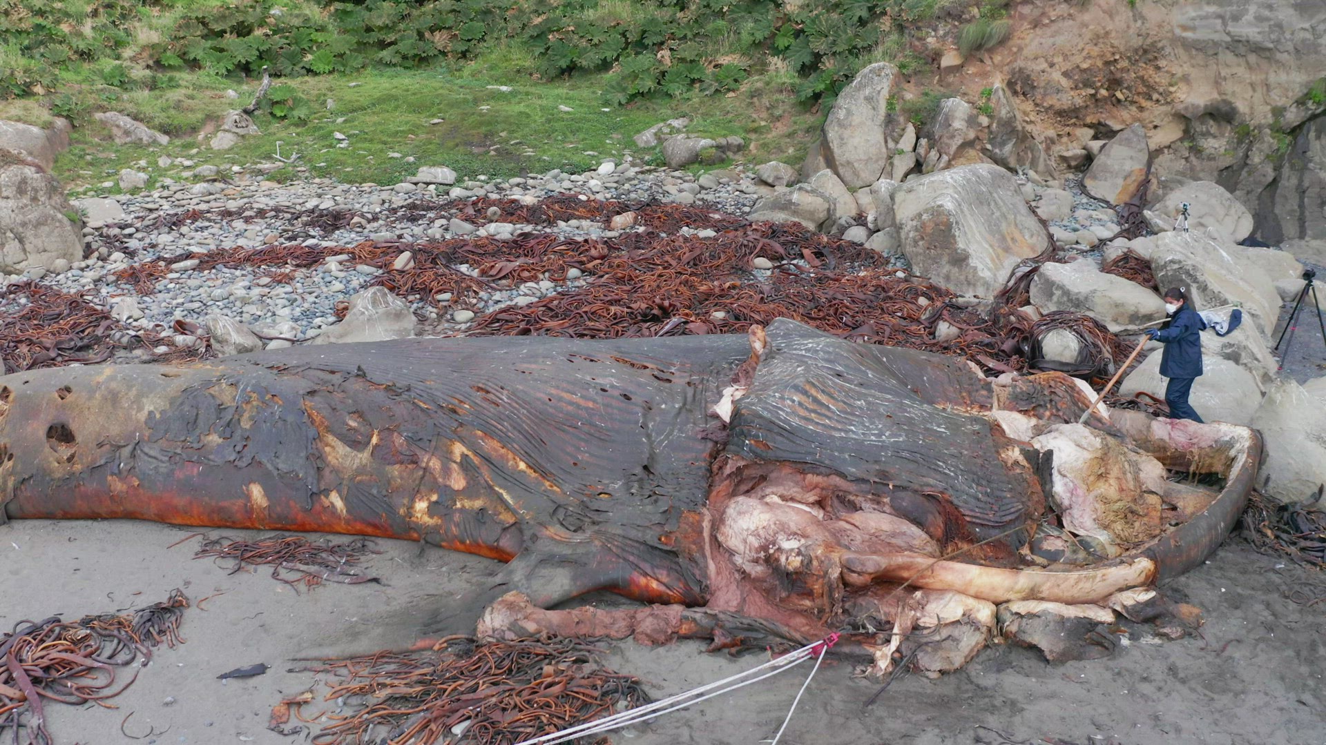 Marine Biologist Inspecting Carcass Of Beached Whale