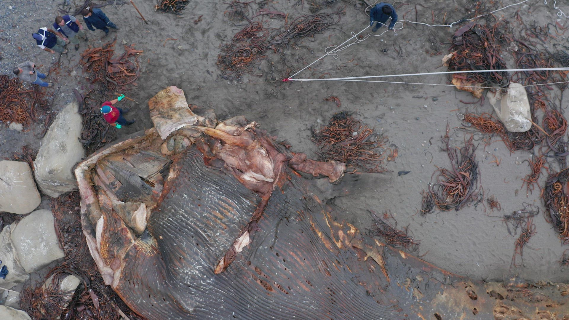 Marine Biologists Inspecting Washed Up Rotten Carcass Of Blue Whale