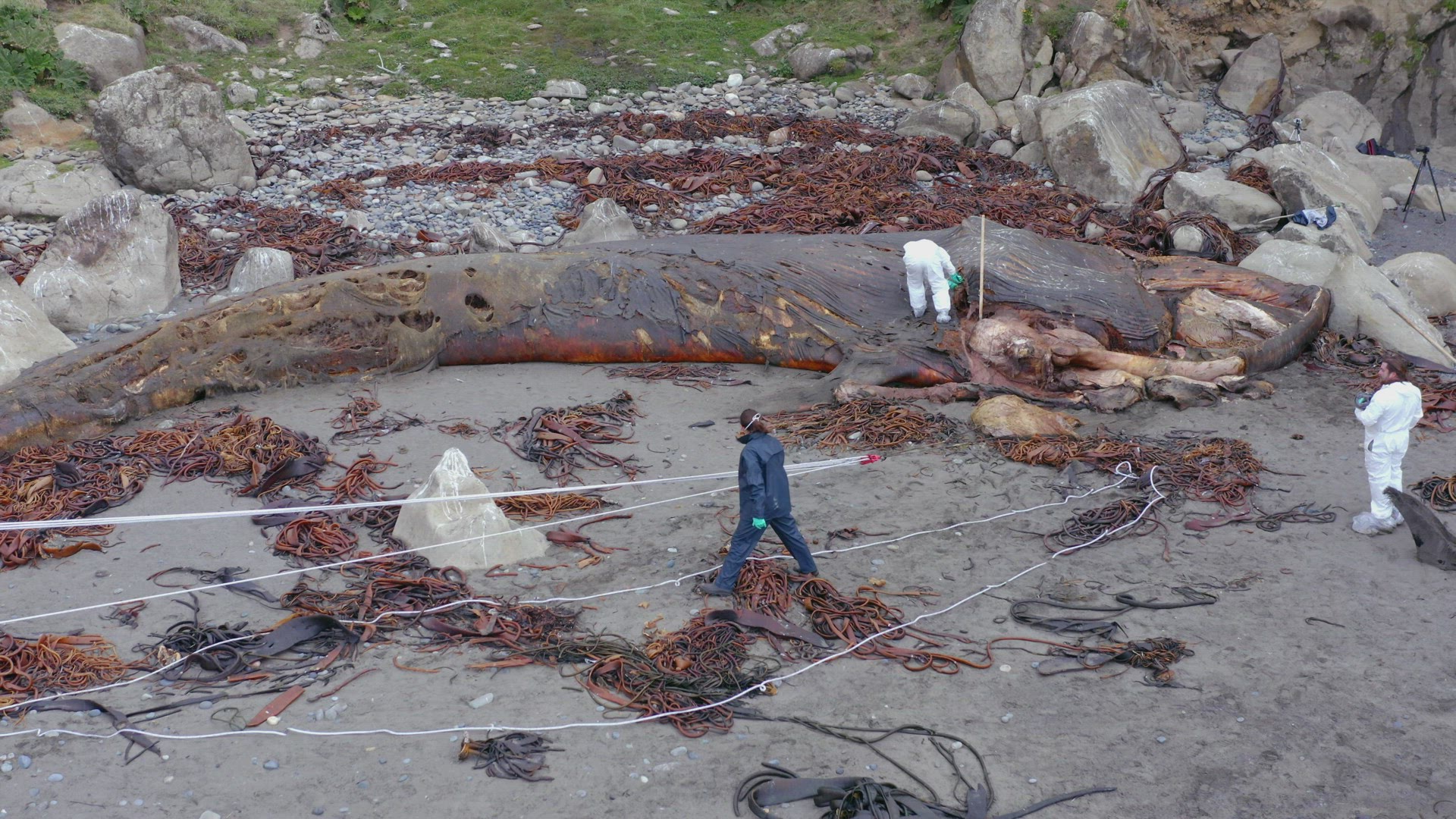 Marine Biologists Inspecting Washed Up Rotten Carcass Of Blue Whale