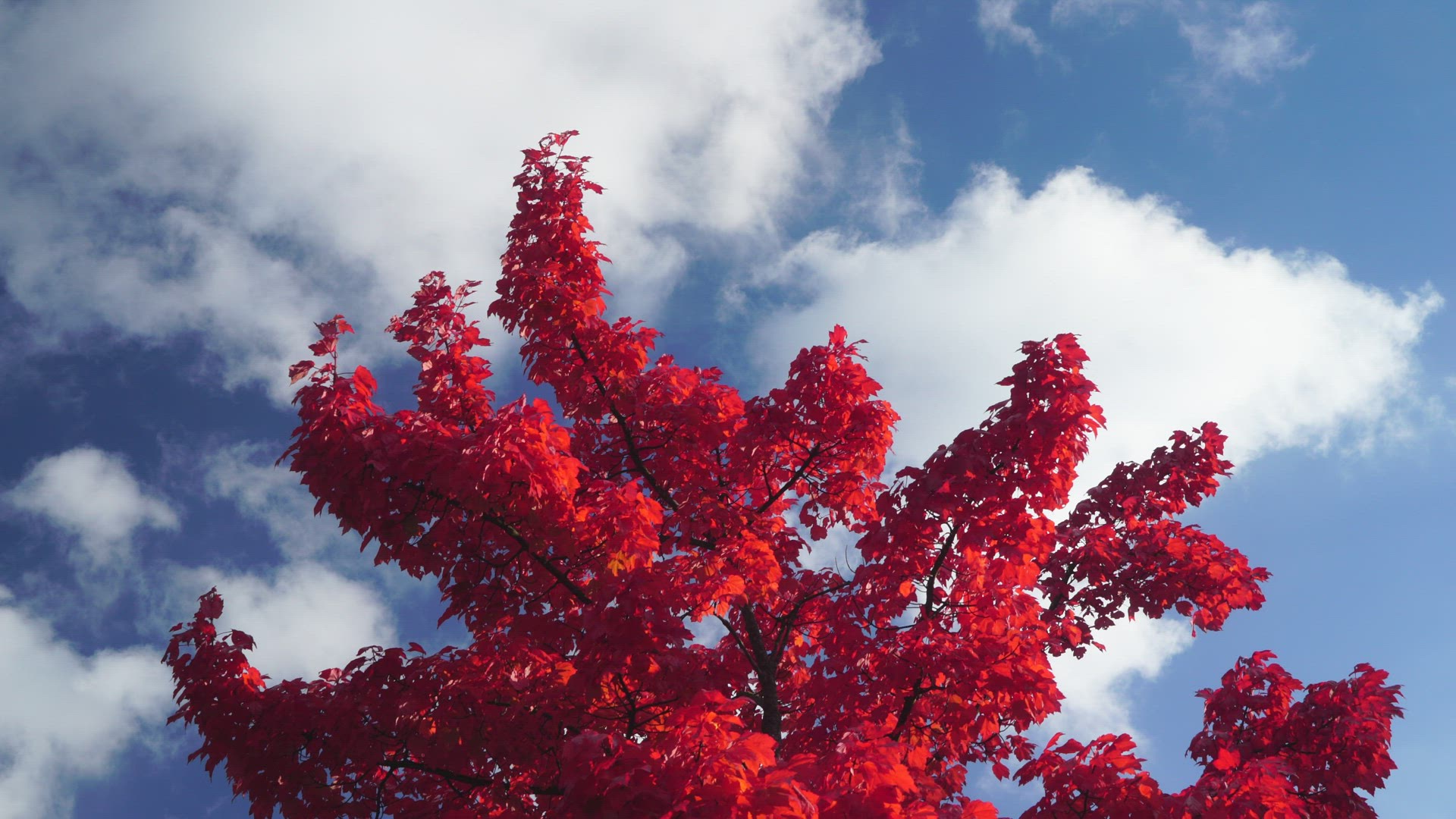 maple tree in autumn - red leaves against blue sky with white clouds moving
