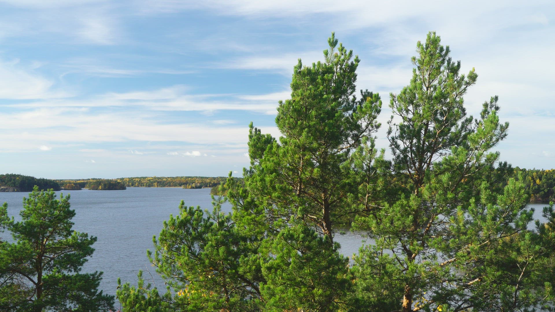 tree tops pine trees - lake and forest in background - pan - blue skies - white clouds