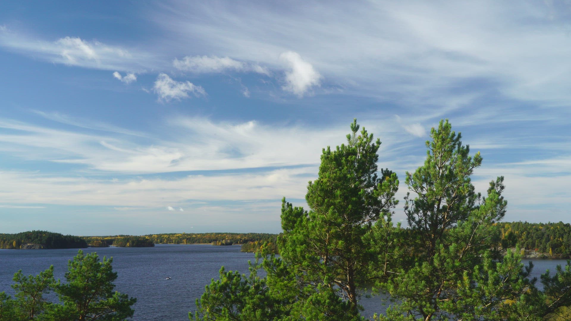tree tops pine trees - lake and forest in background - pan - blue skies - white clouds