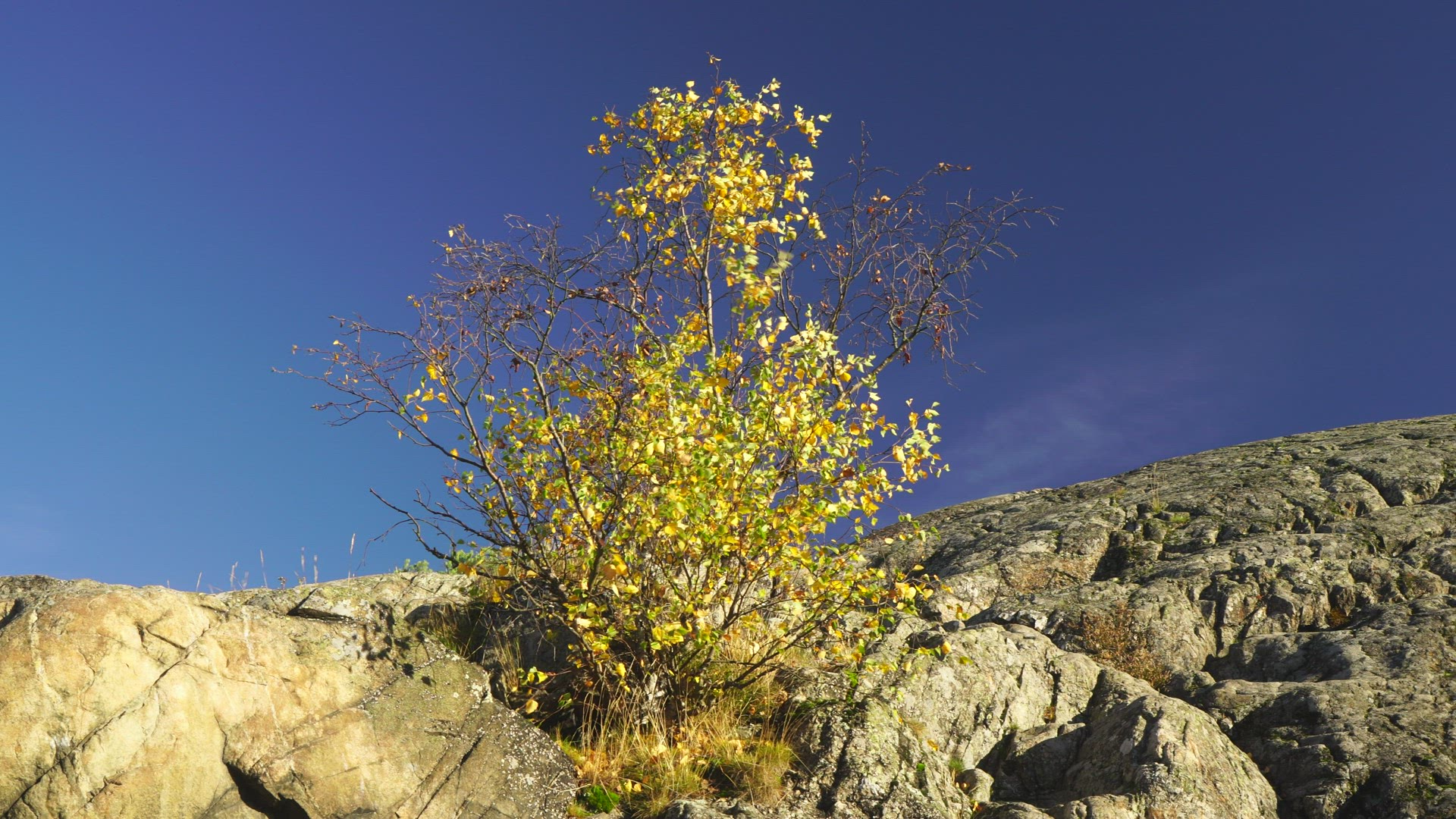 small birch tree in autumn colours