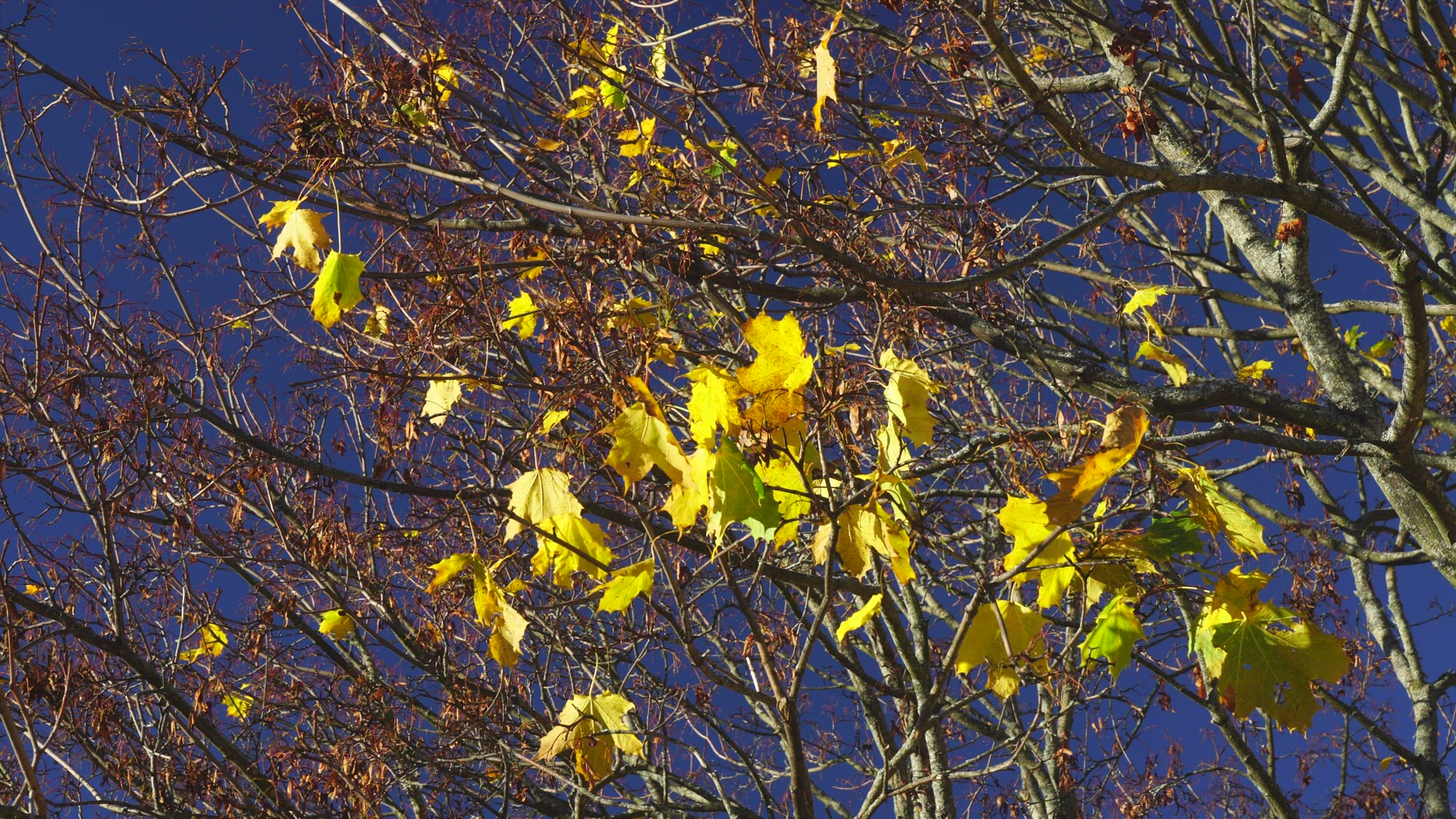 maple tree in autumn - last leaves handing in trees branches
