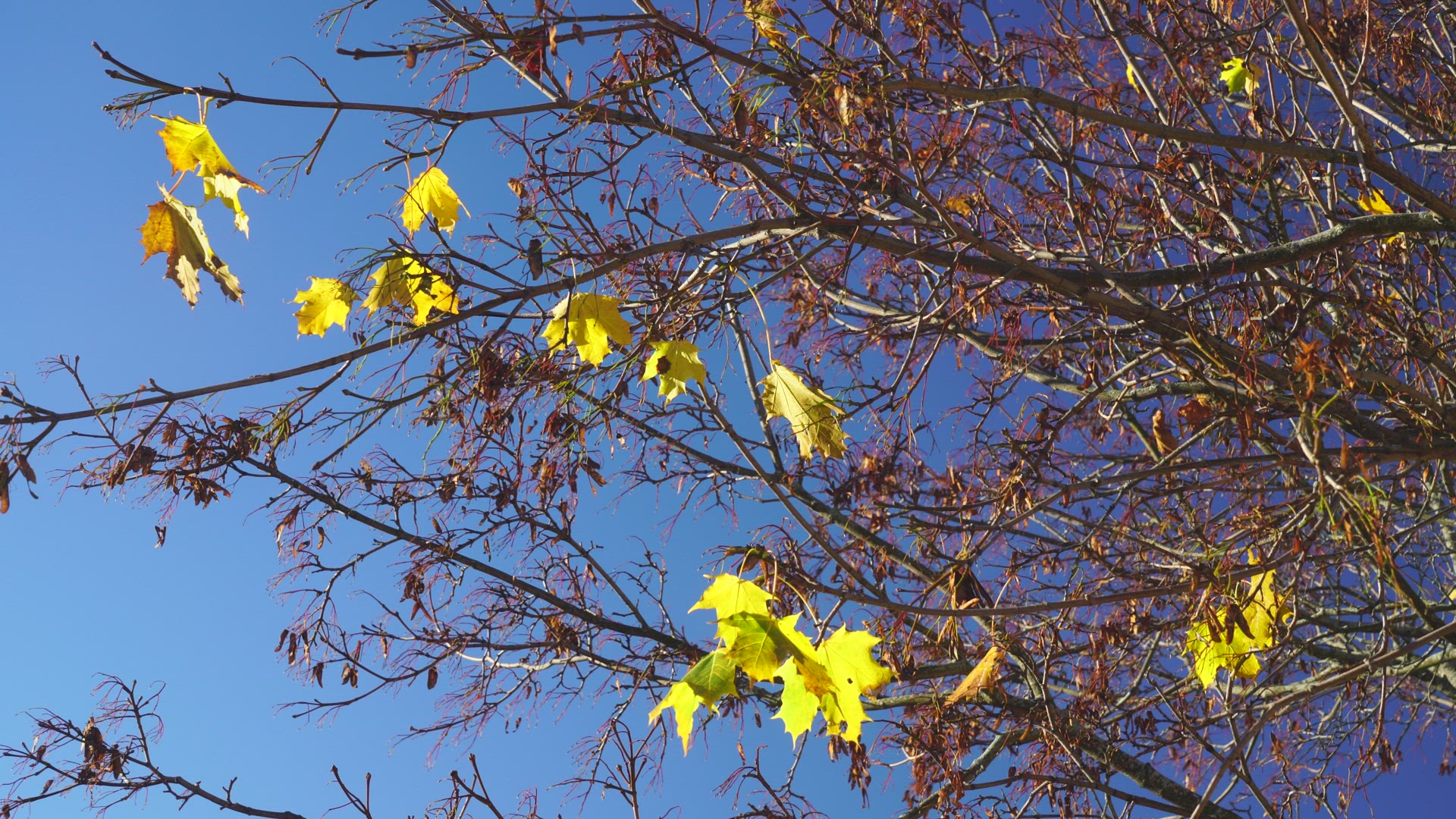maple tree in autumn - last leaves handing in trees branches