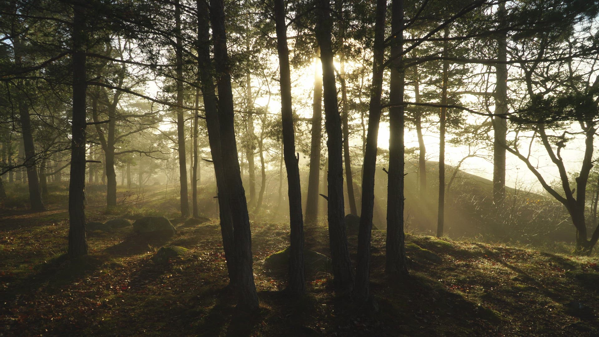 boy walking among trees in misty forest - sun shining through tree trunks - fog - backlight
