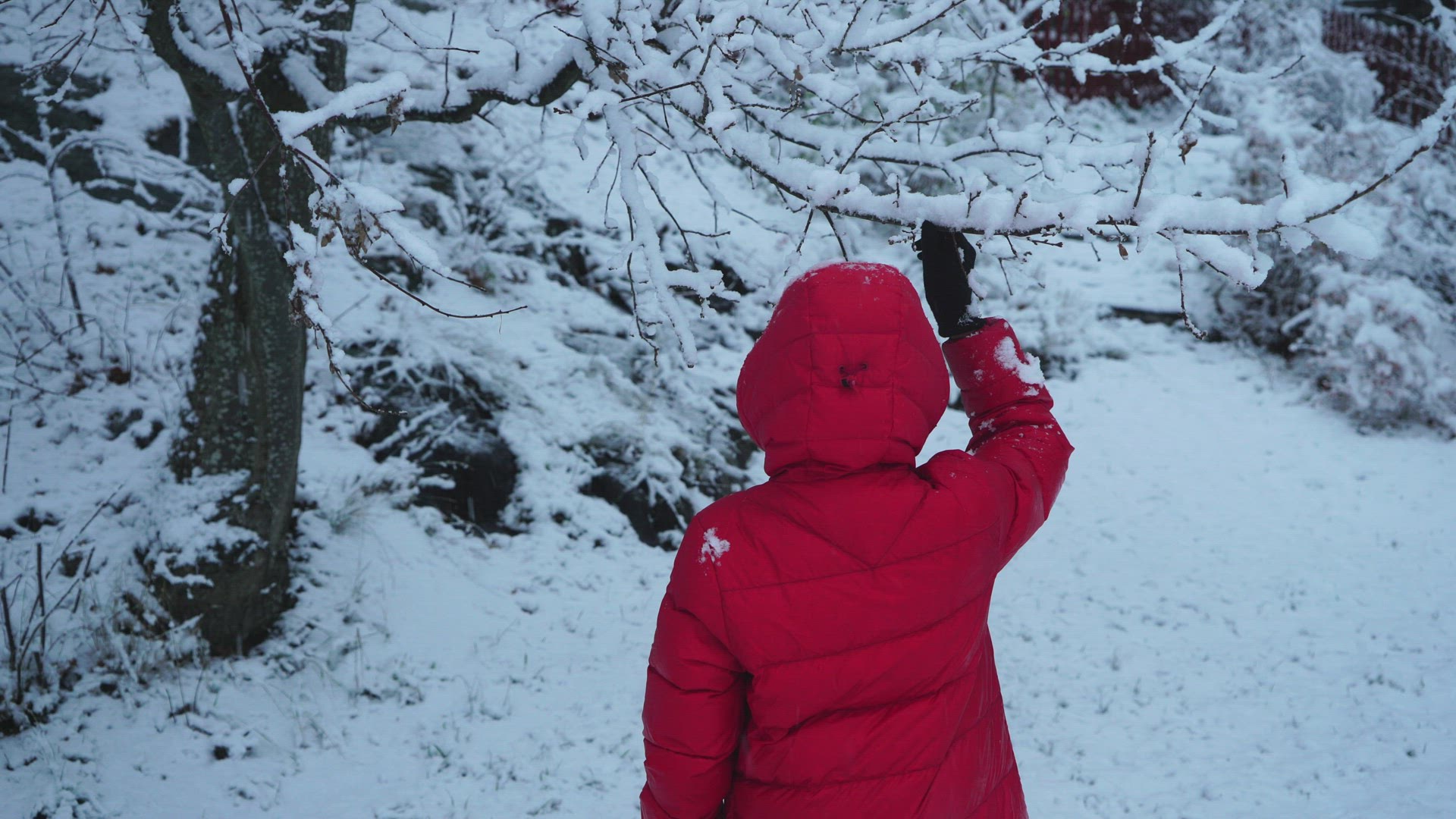 boy dressed in red shaking down snow from snowcovered tree