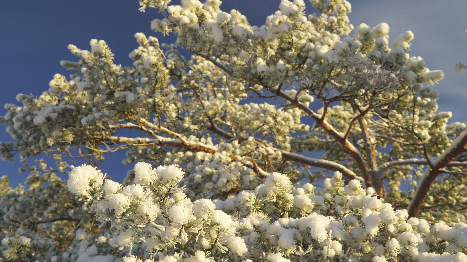 frosty pine tree branches - sun shining on snowy tree