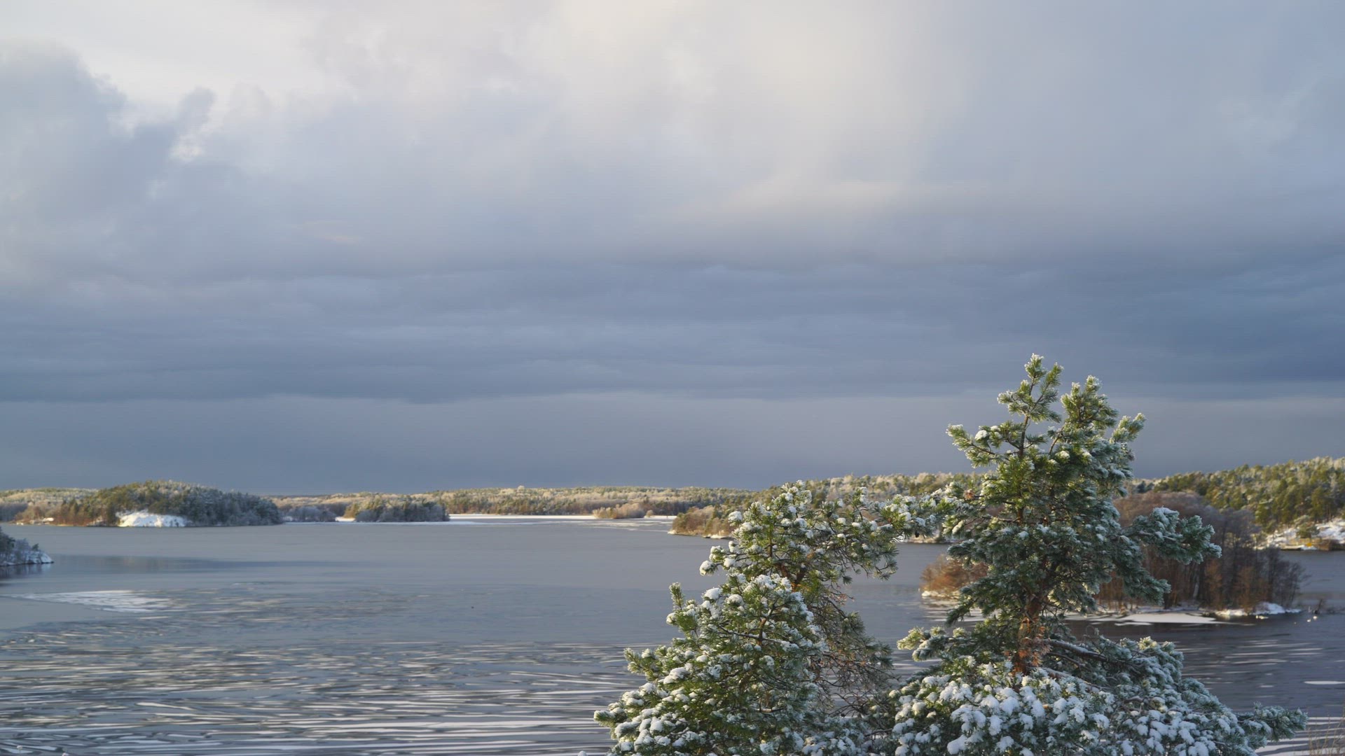 view over wintry landscape - lake Mälaren - snowy pine trees in foreground