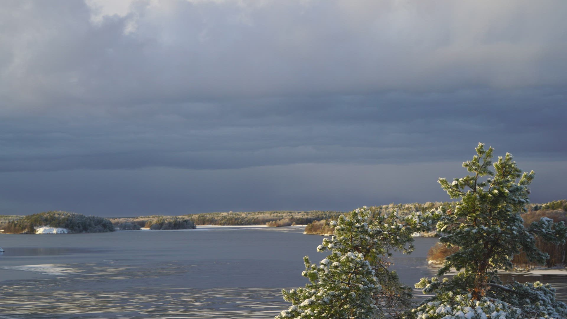 view over wintry landscape - lake Mälaren - snowy pine trees in foreground
