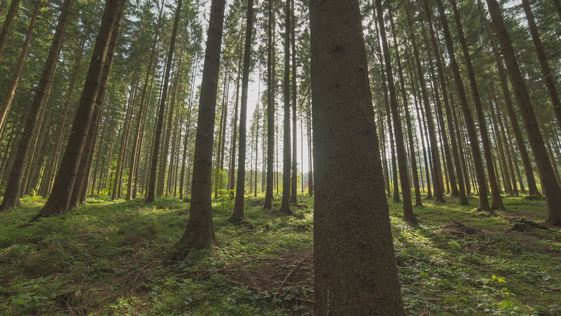 4K Morning in the Forest Timelapse