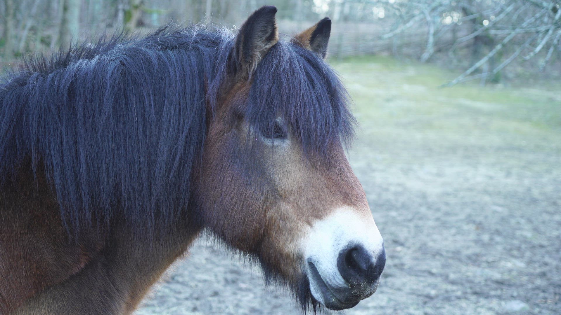 close up shot of horse face