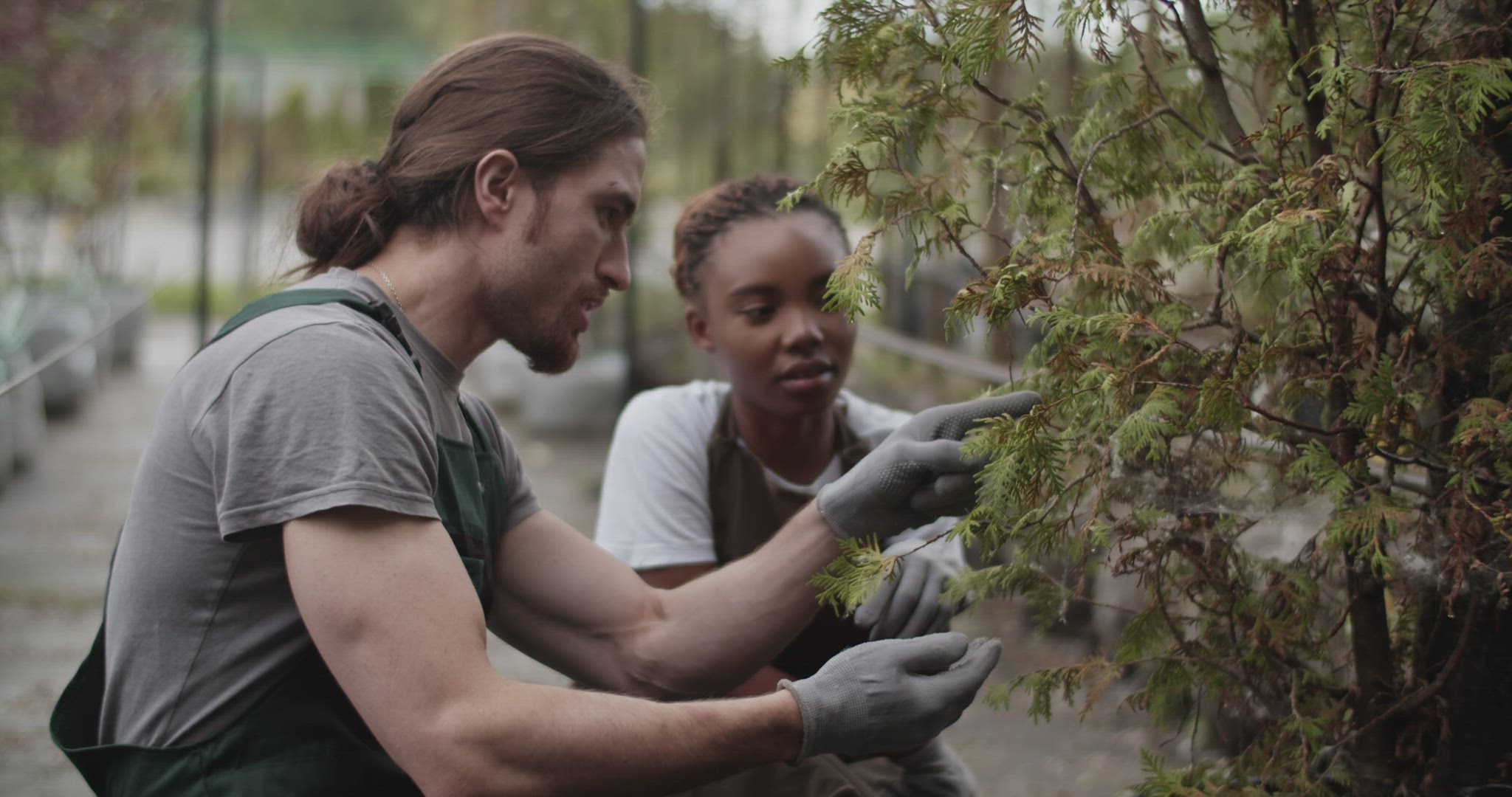 Multiracial colleagues checking quality of potted tree