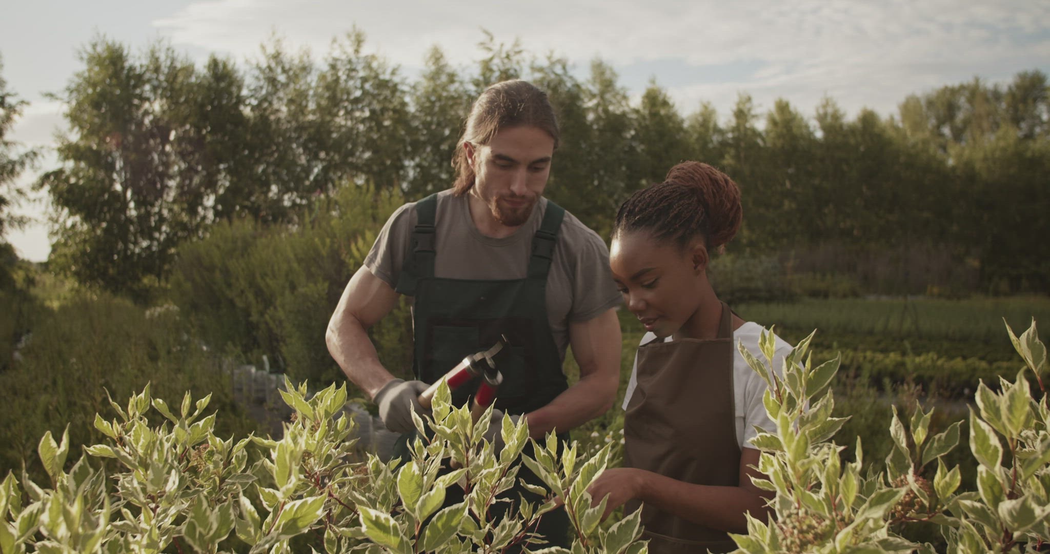 Diverse gardeners cutting bush branches