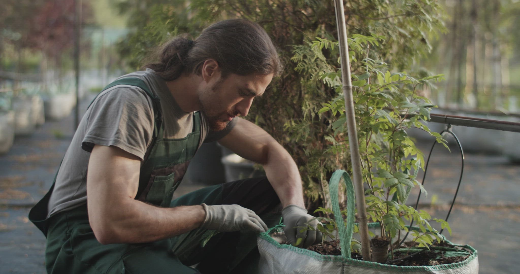Man inspecting leaves of plant on farm