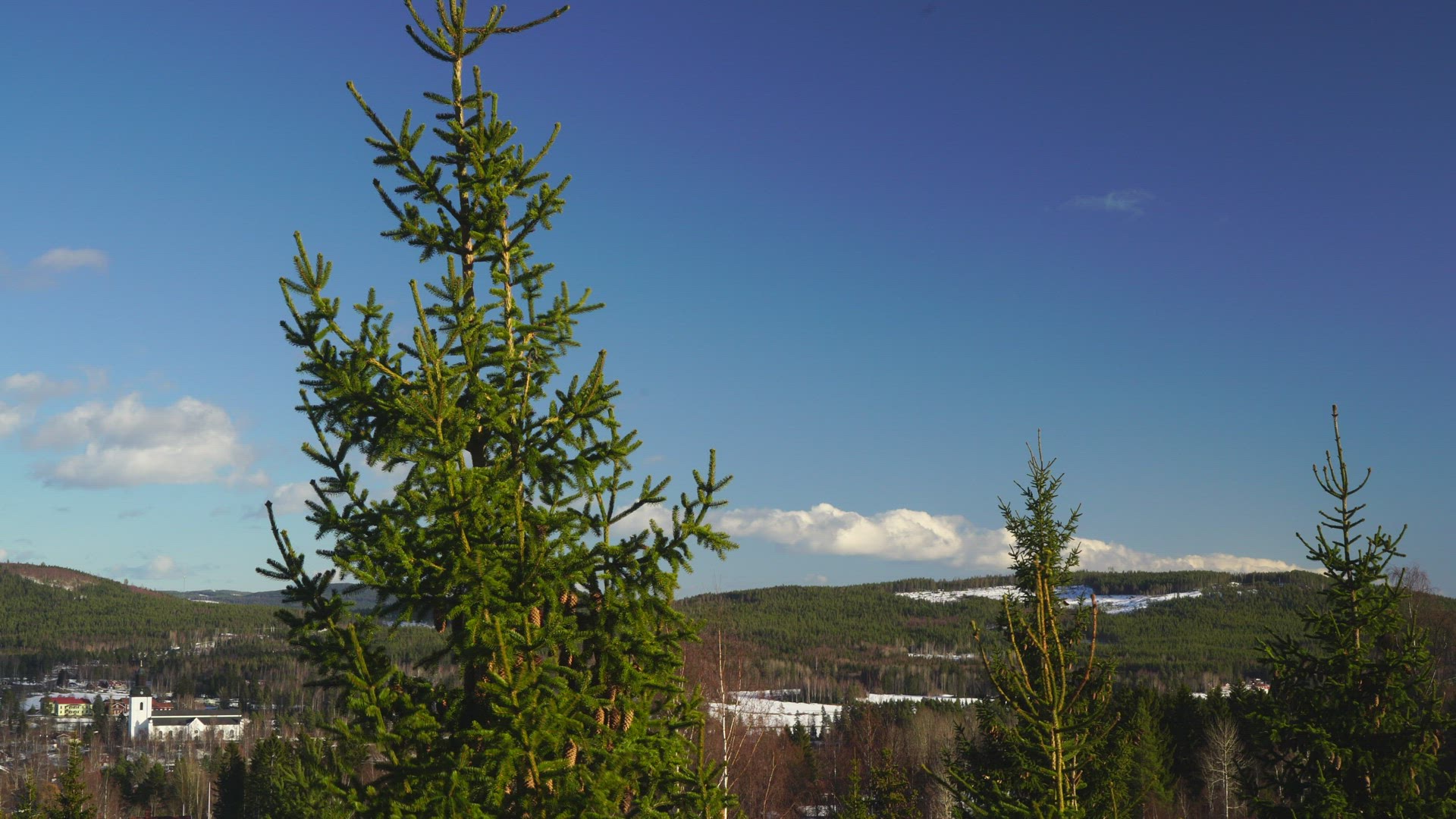 view over Järvsö Hälsingland - forests in background - spruce trees in strong wind in foreground