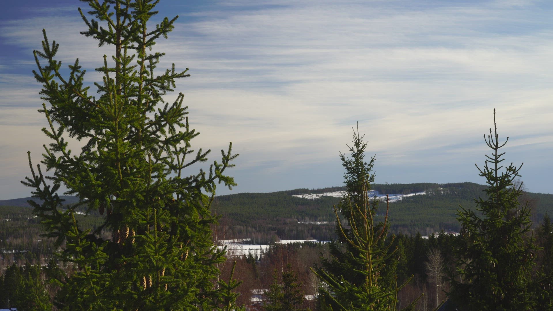 view over forests and landscape in Järvsö Hälsningland - spruce trees in foreground - fir trees