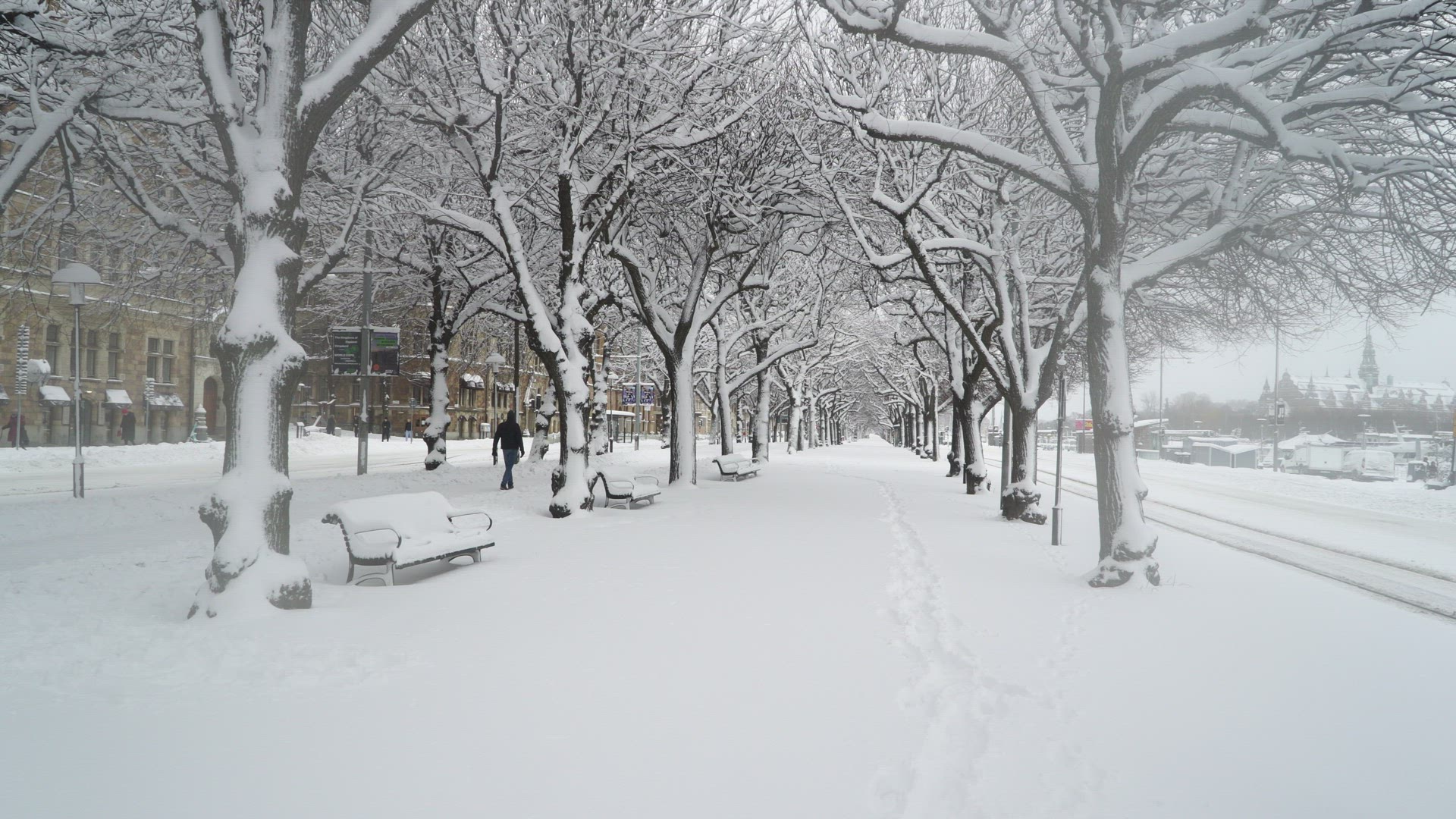 street lined with snowcovered trees - strandvägen in central stockholm