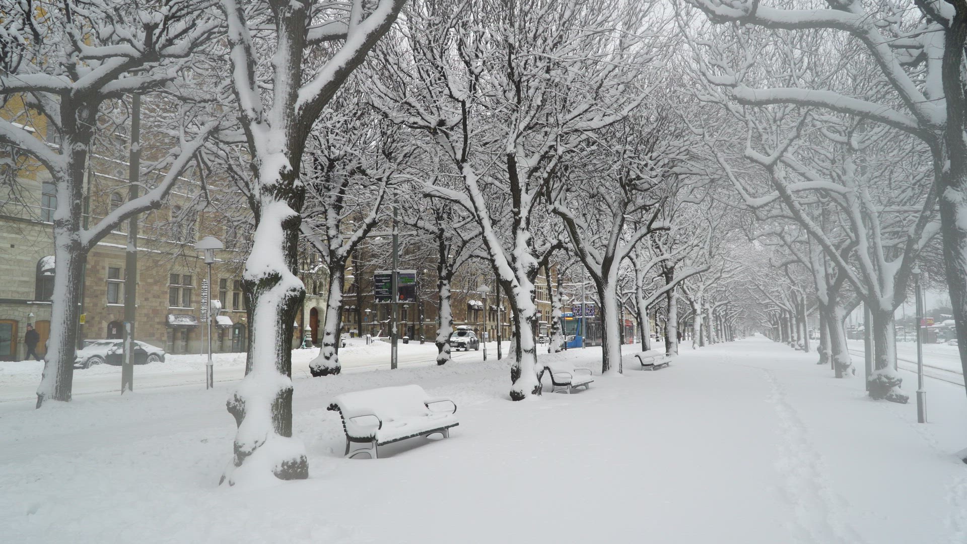 snowfall in Stockholm -- street lined with snowy trees - tram car passing - man jogging
