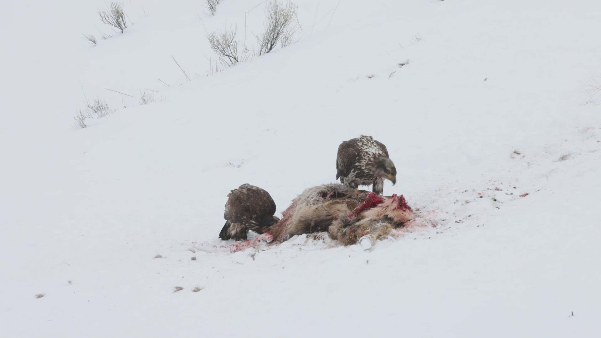 Juvenile Bald Eagles Feeding on Carcass