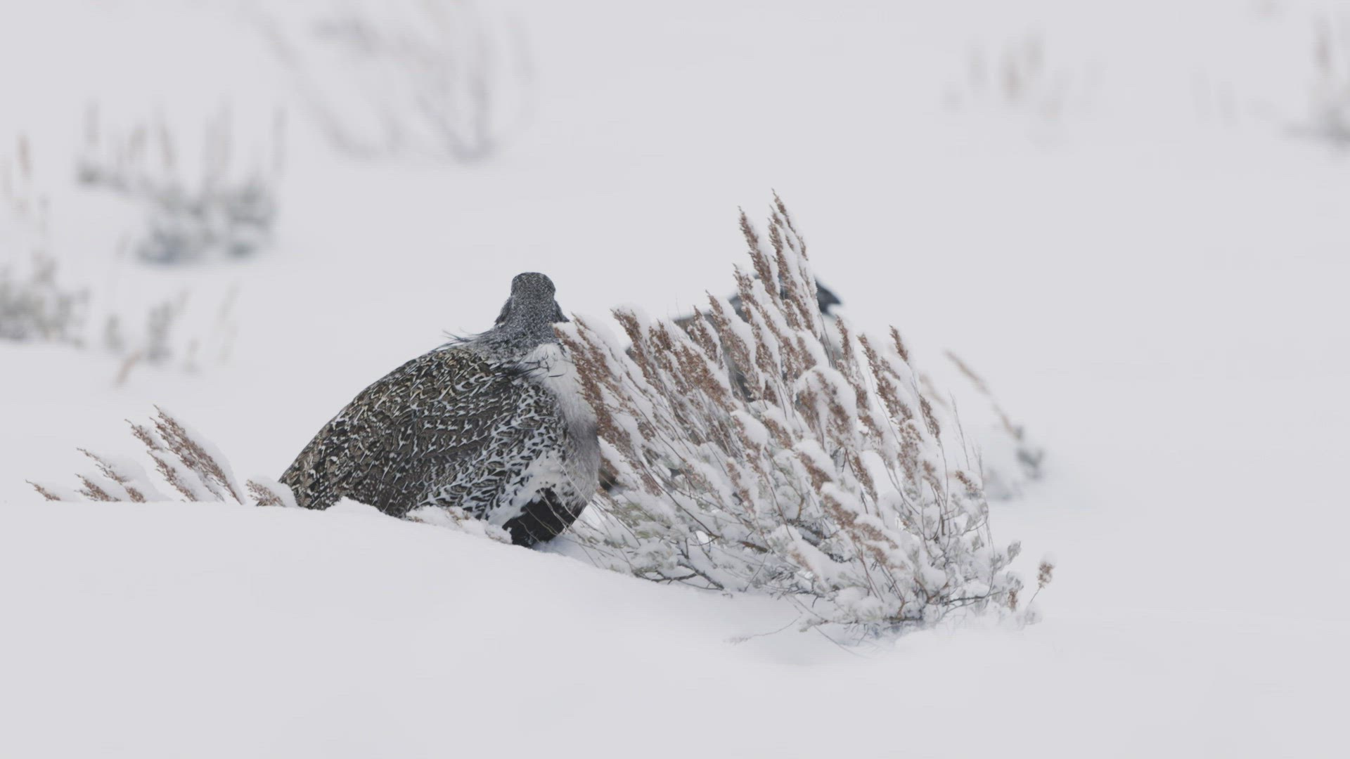 Female Sage Grouse in Snow Storm