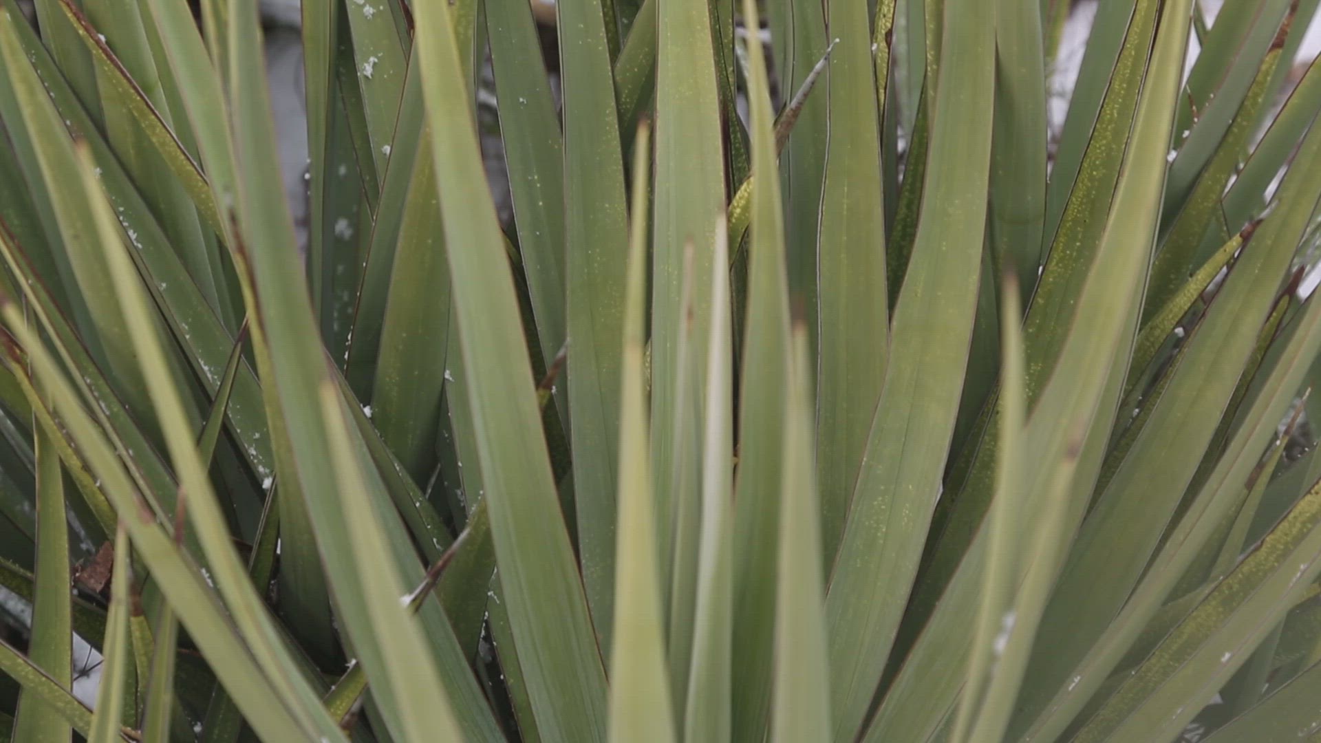 Snow on Yucca