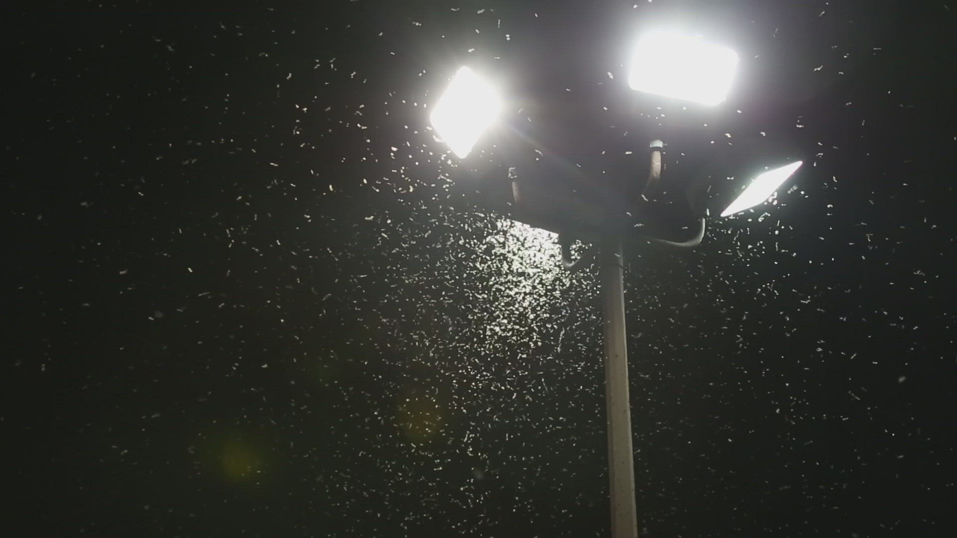 Insects Swarming Around Lights