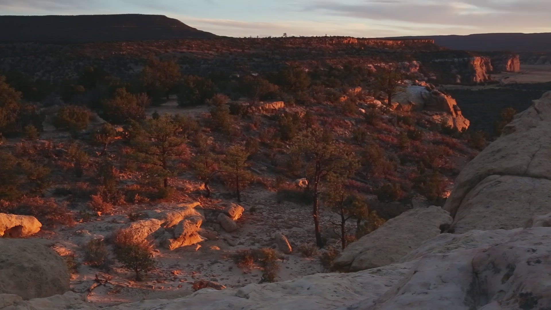 Sunset on Desert Forest